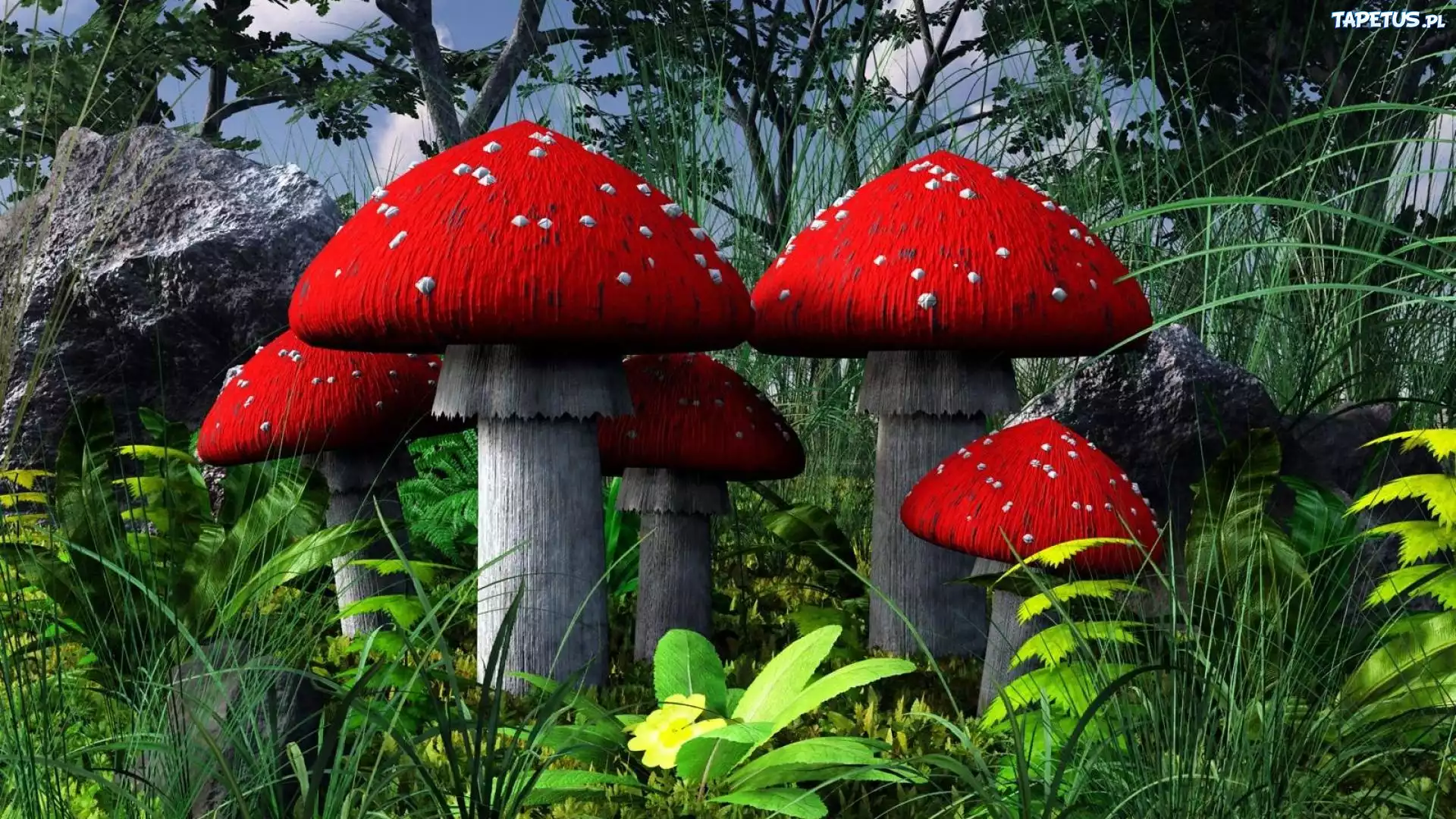 Grzyby, Muchomorki