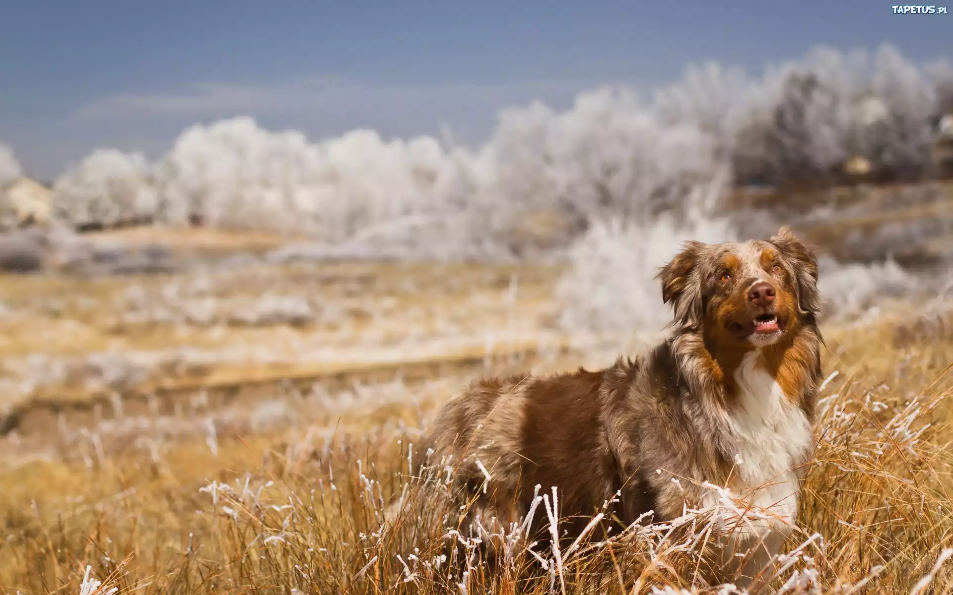 Border Collie, Trawa