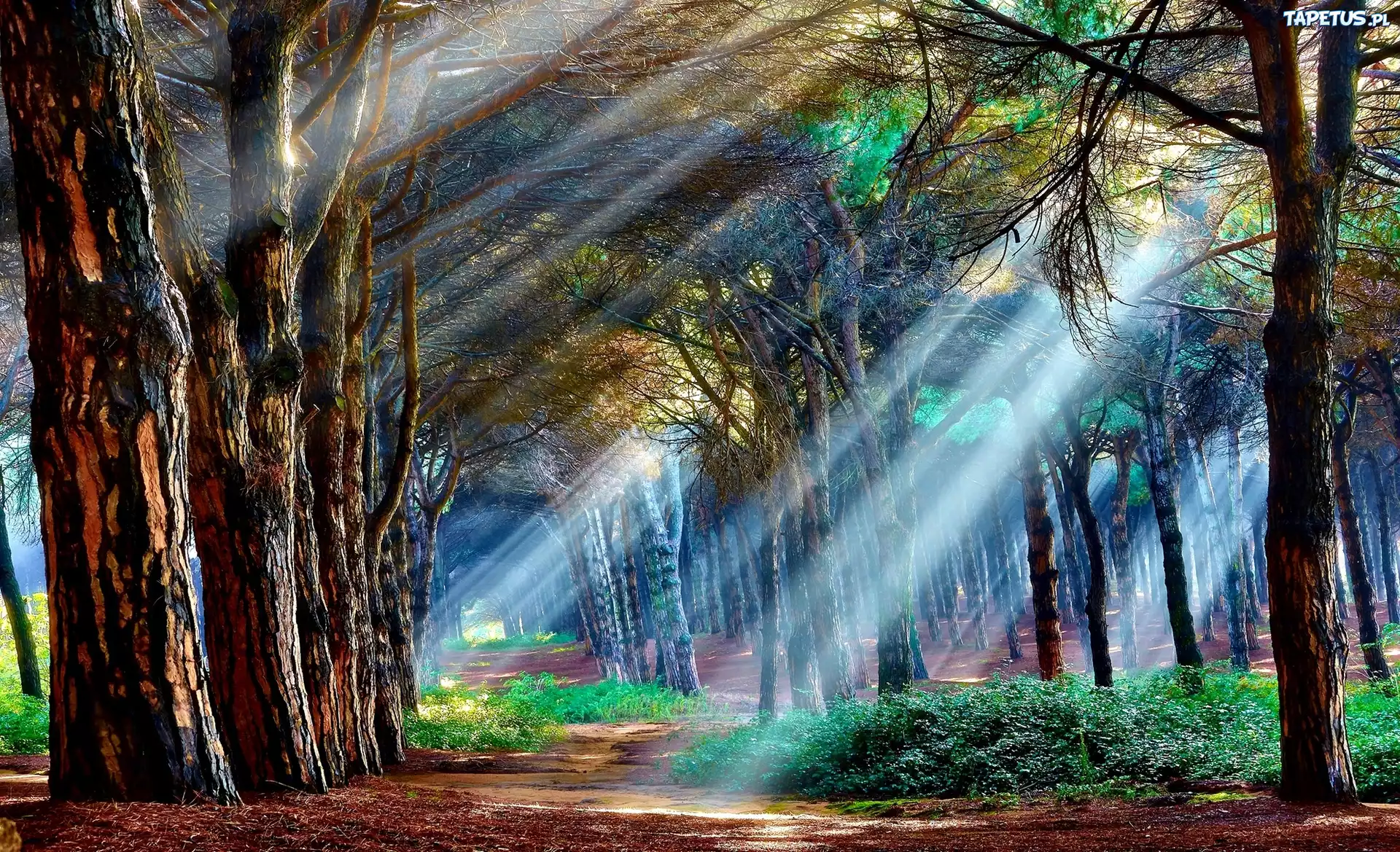 Las, Przebijające Światło