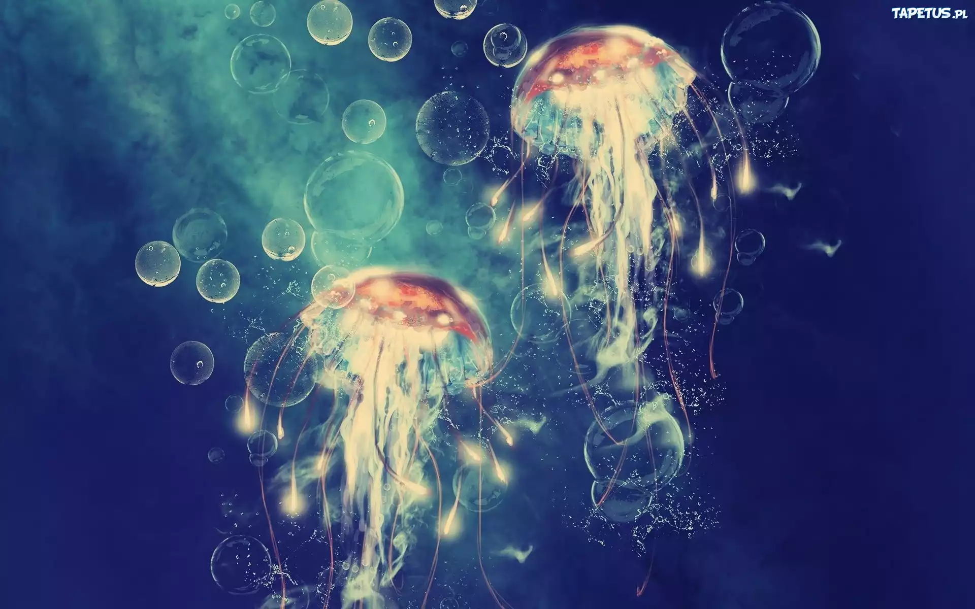 Meduzy