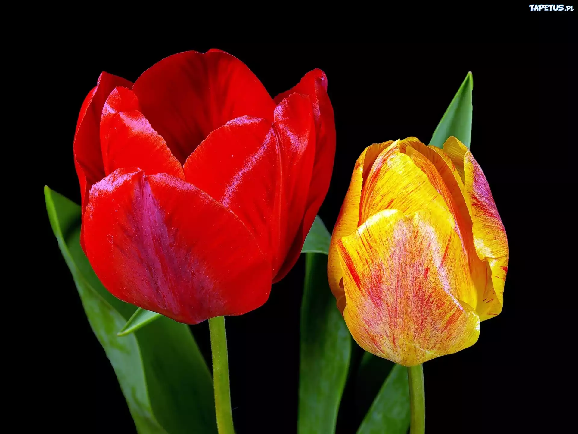 Dwa, Tulipany