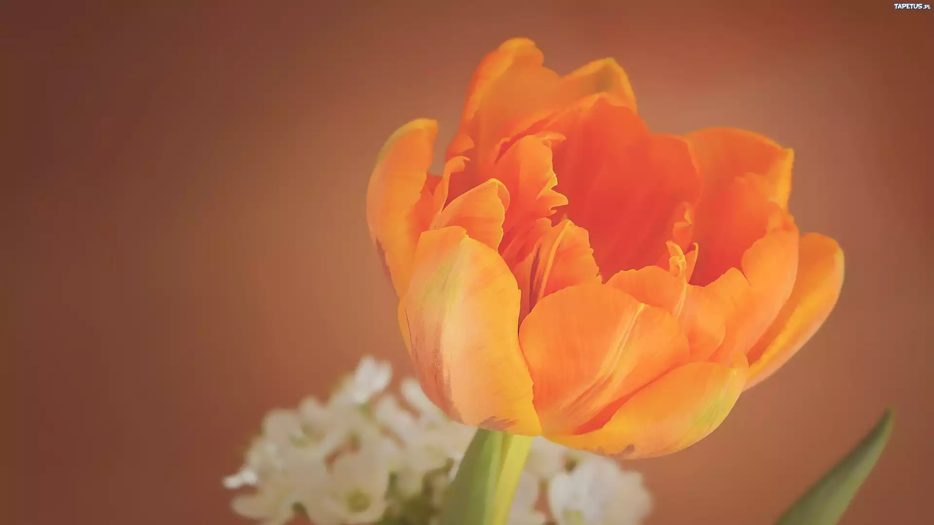 Tulipan, Pomarańczowy
