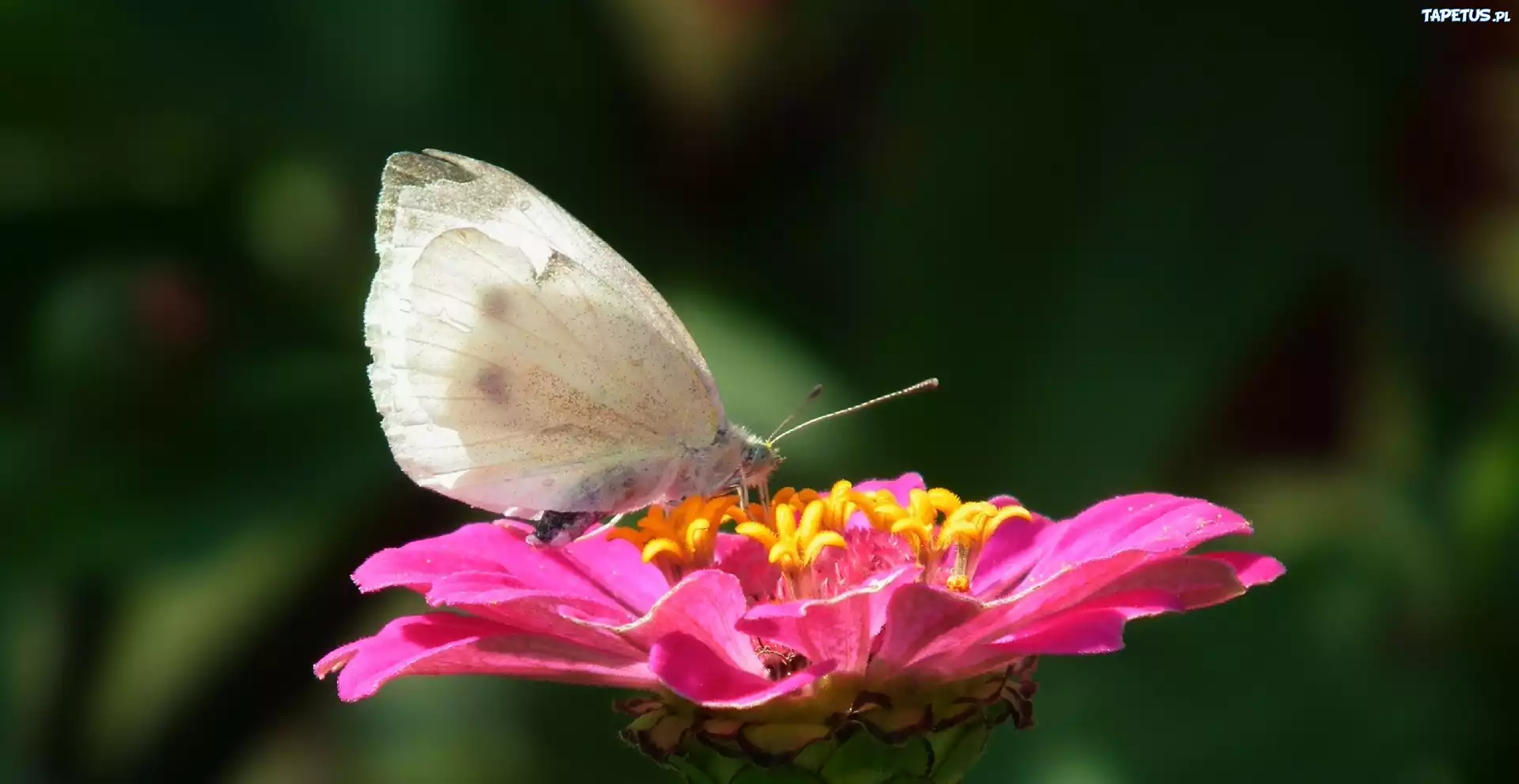 Motyl, Kwiat, Cynia