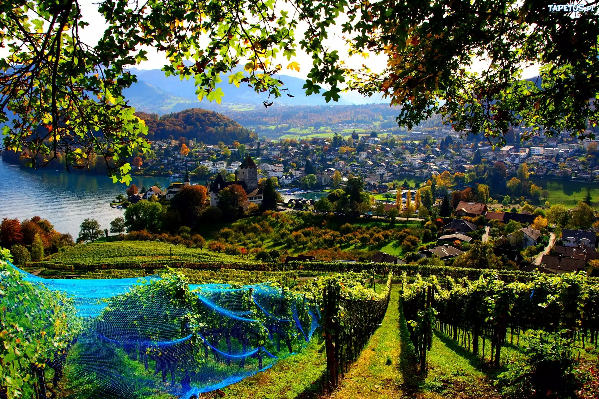 Winnica, Panorama, Miasto, Spiez, Szwajcaria