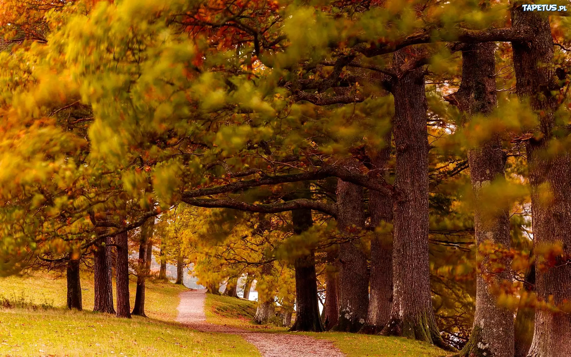 Park, Aleja, Szpaler Drzew, Jesień