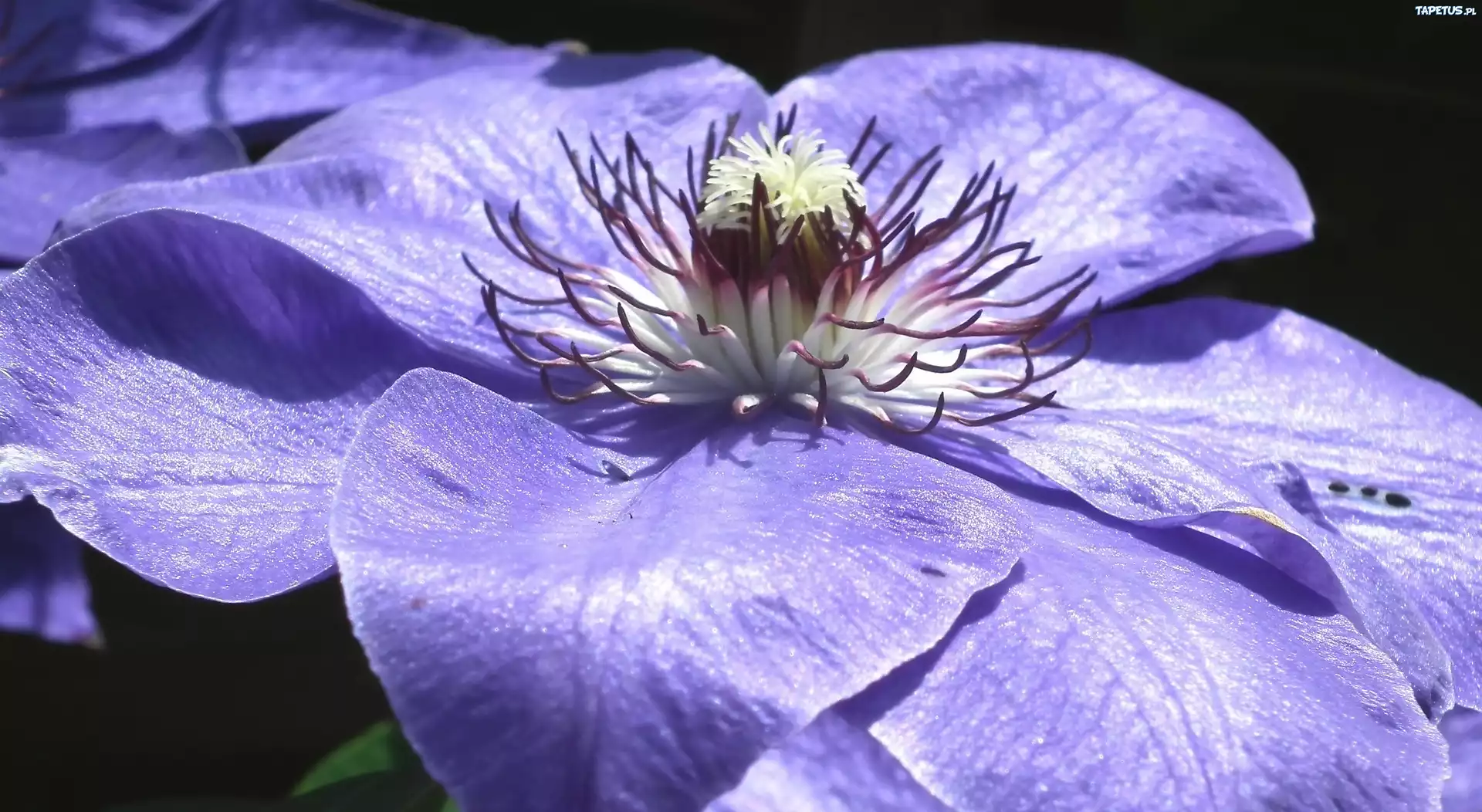 Przyroda, Kwiat, Clematis