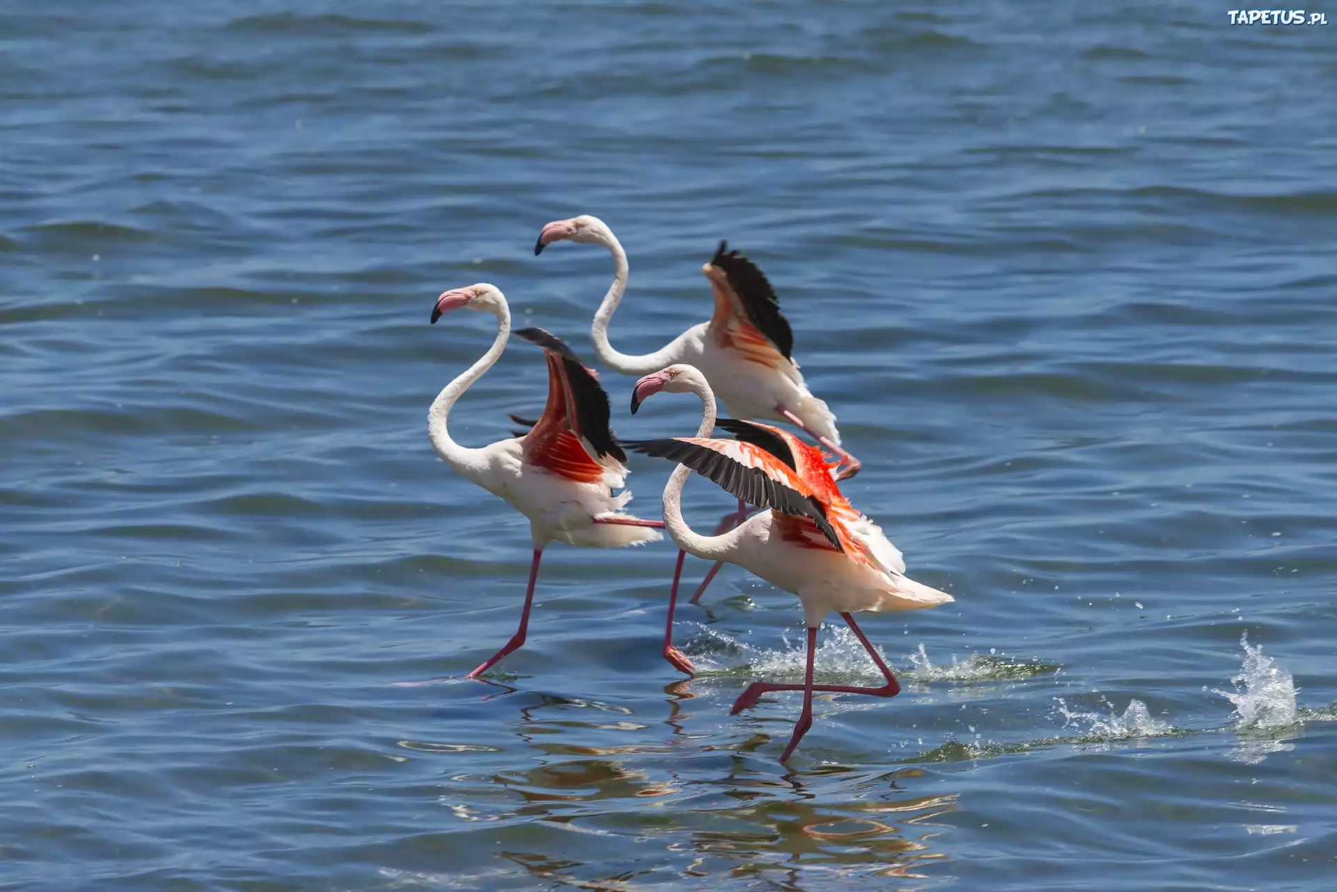 Trzy, Flamingi, Morze