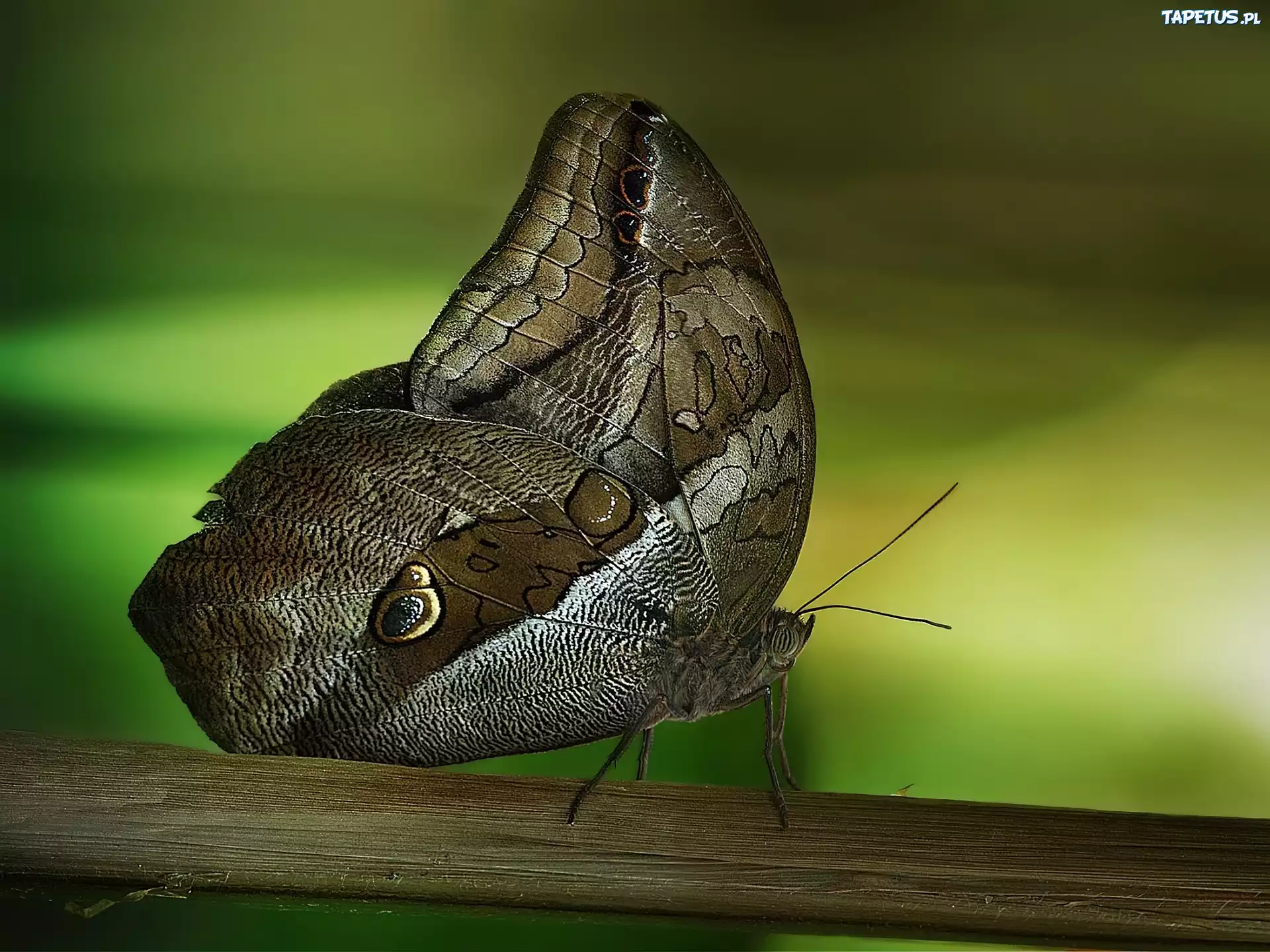 Motyl, Rozmycie