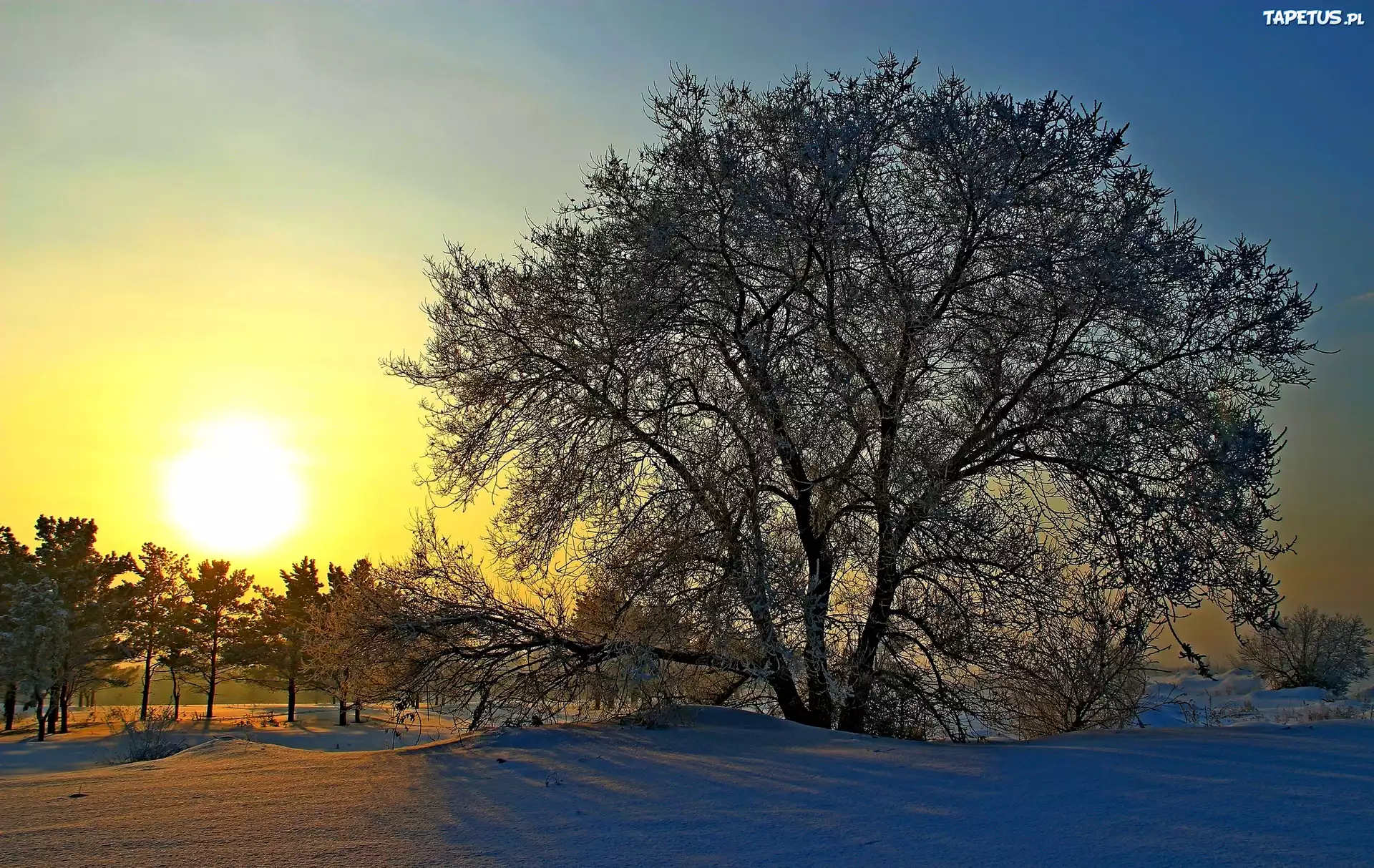 снег деревья солнце заход без смс