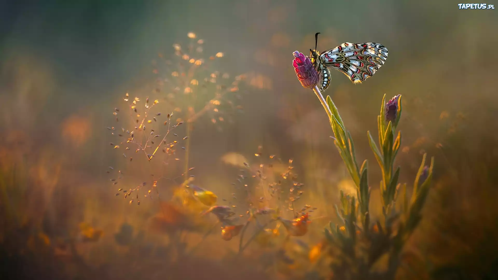 Motyl, Kwiat, Roślinki, Światło