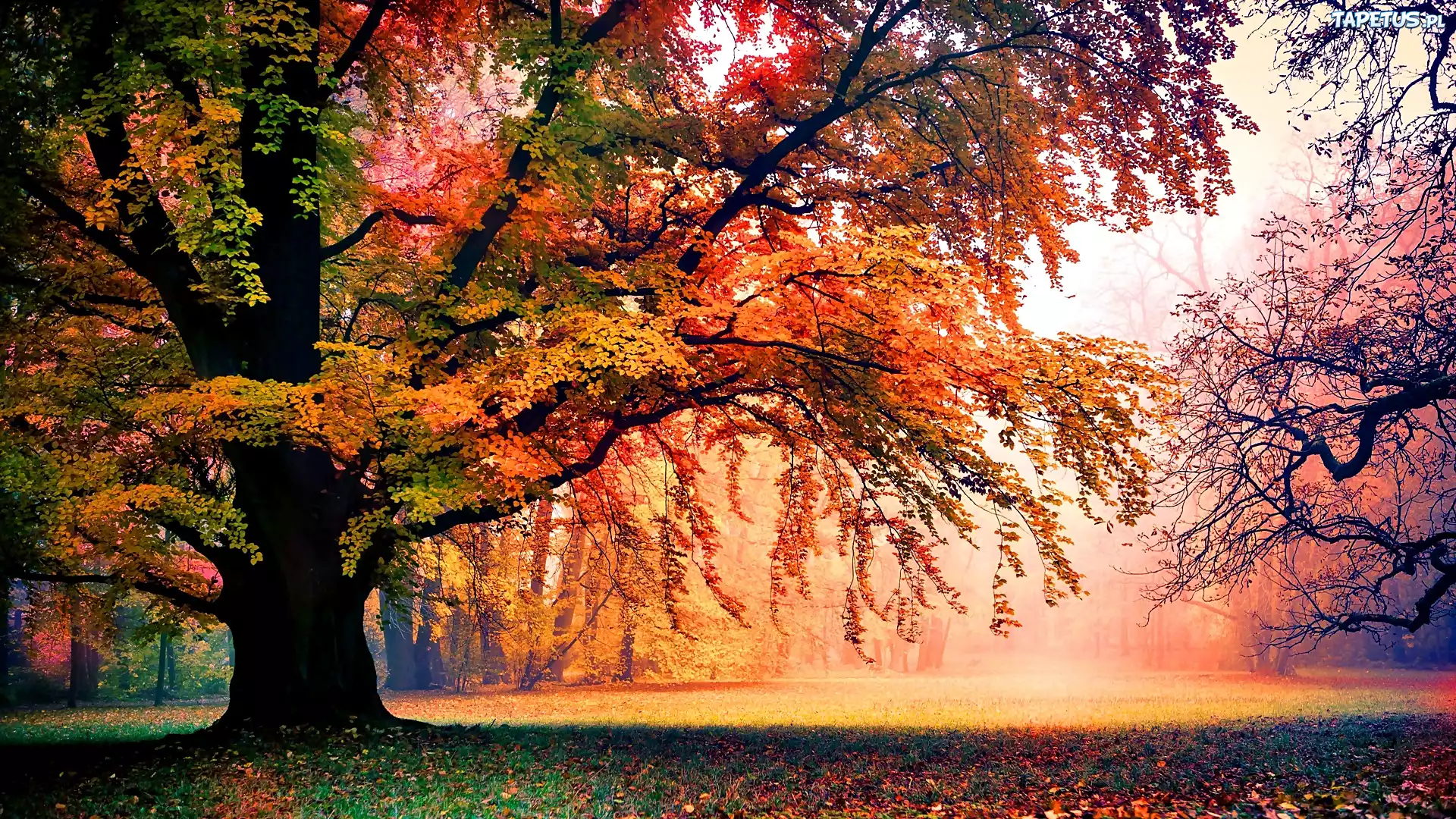 Park, Jesień, Drzewa