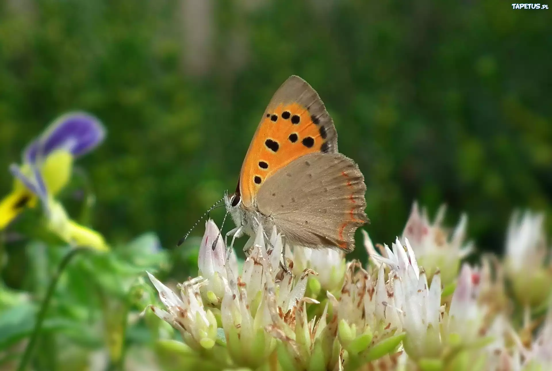 Motyl, Przestrojnik, Kwiaty