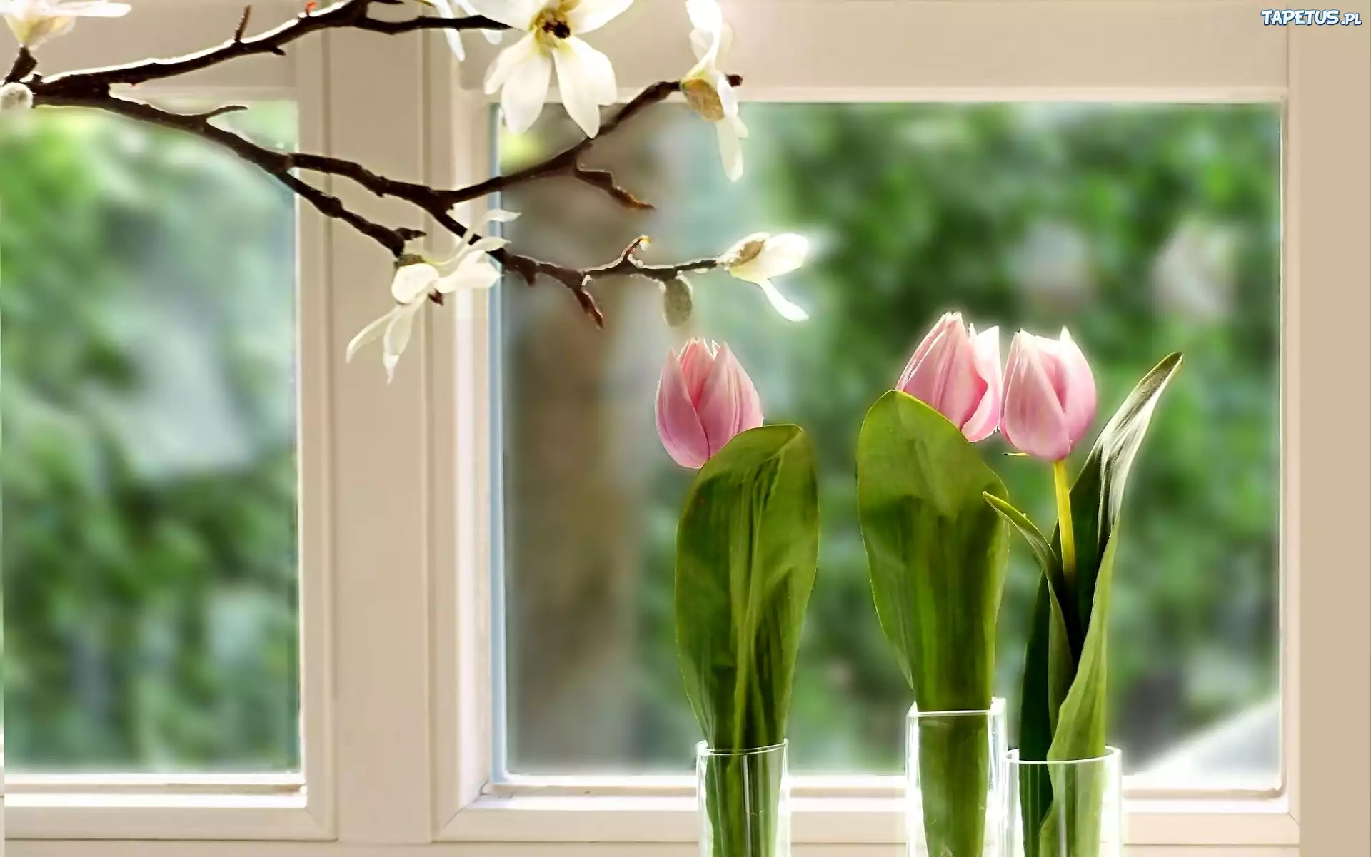 Okno, Tulipany