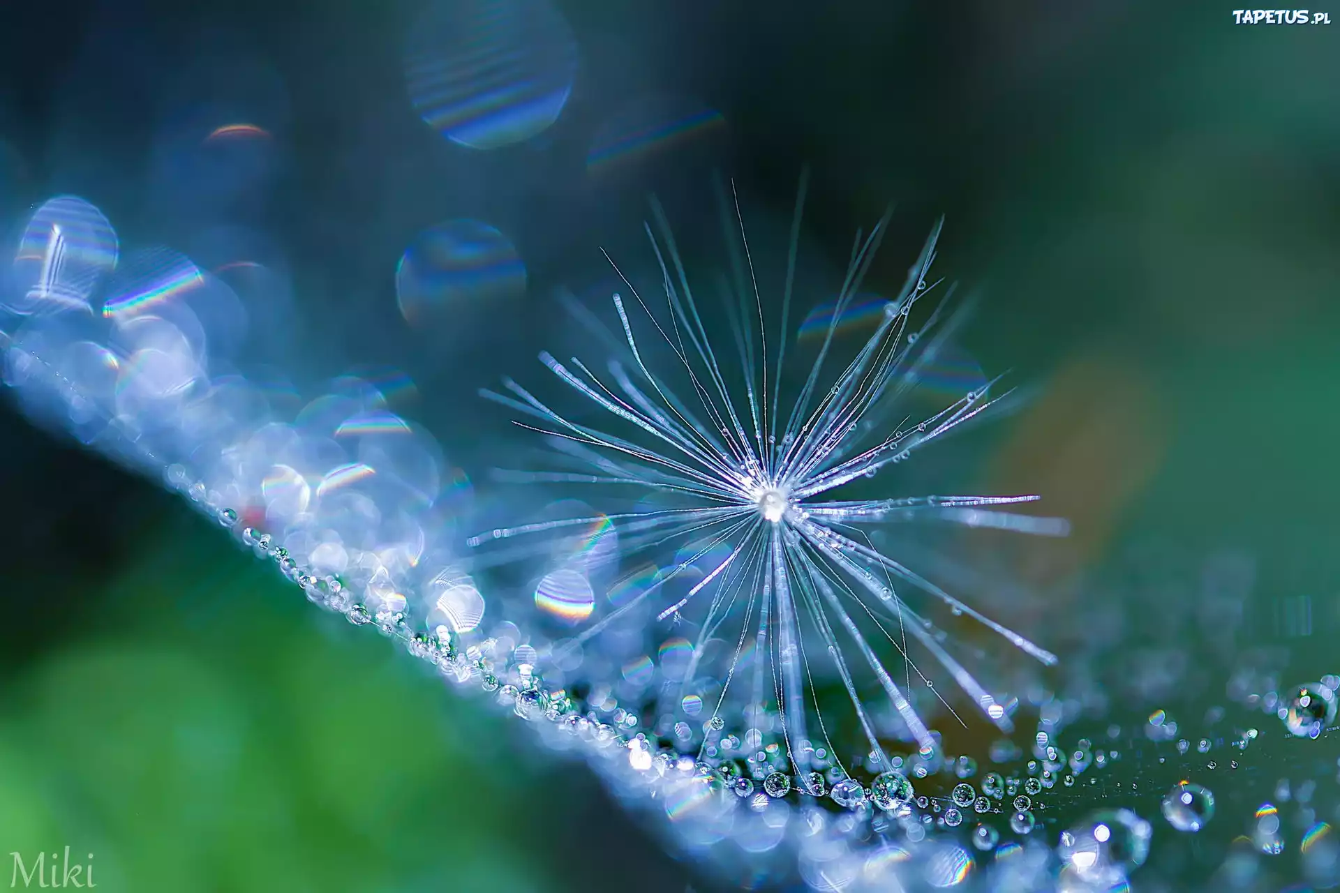 Makro, Krople, Puch, Mleczu, Bokeh