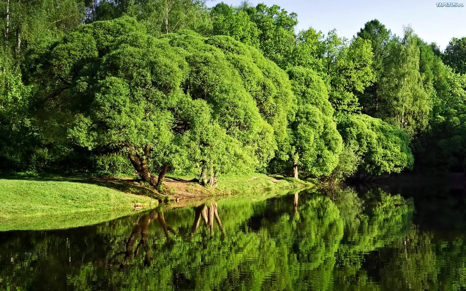 Park, Rzeka, Przebijające, Światło, Odbicie