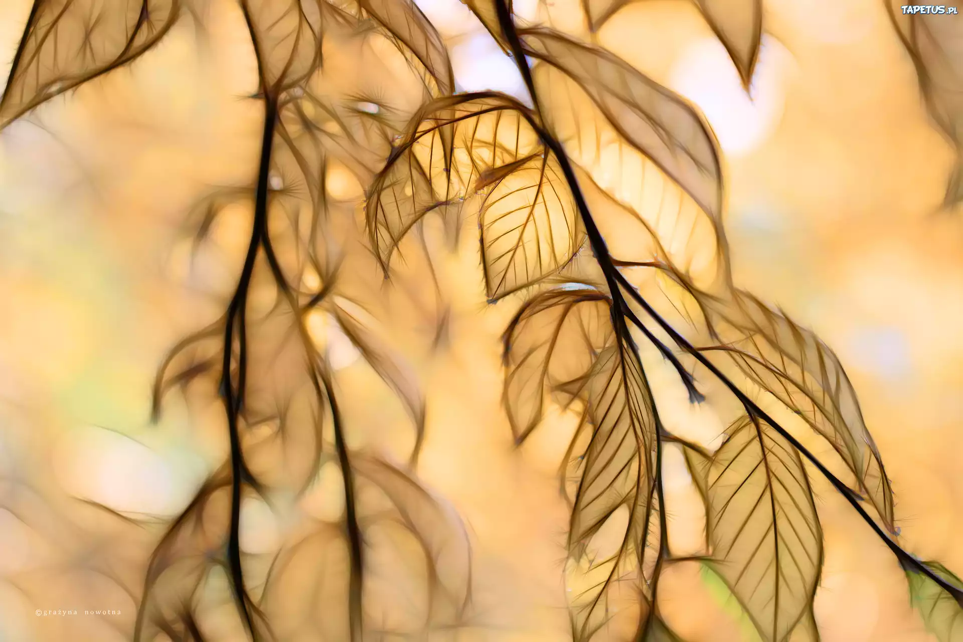Liście, Fractalius