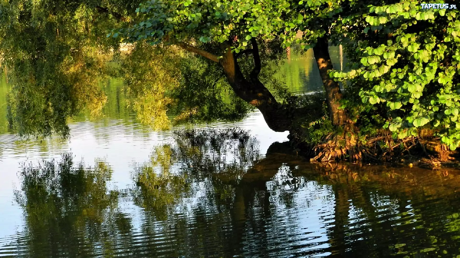 Park, Staw, Drzewo