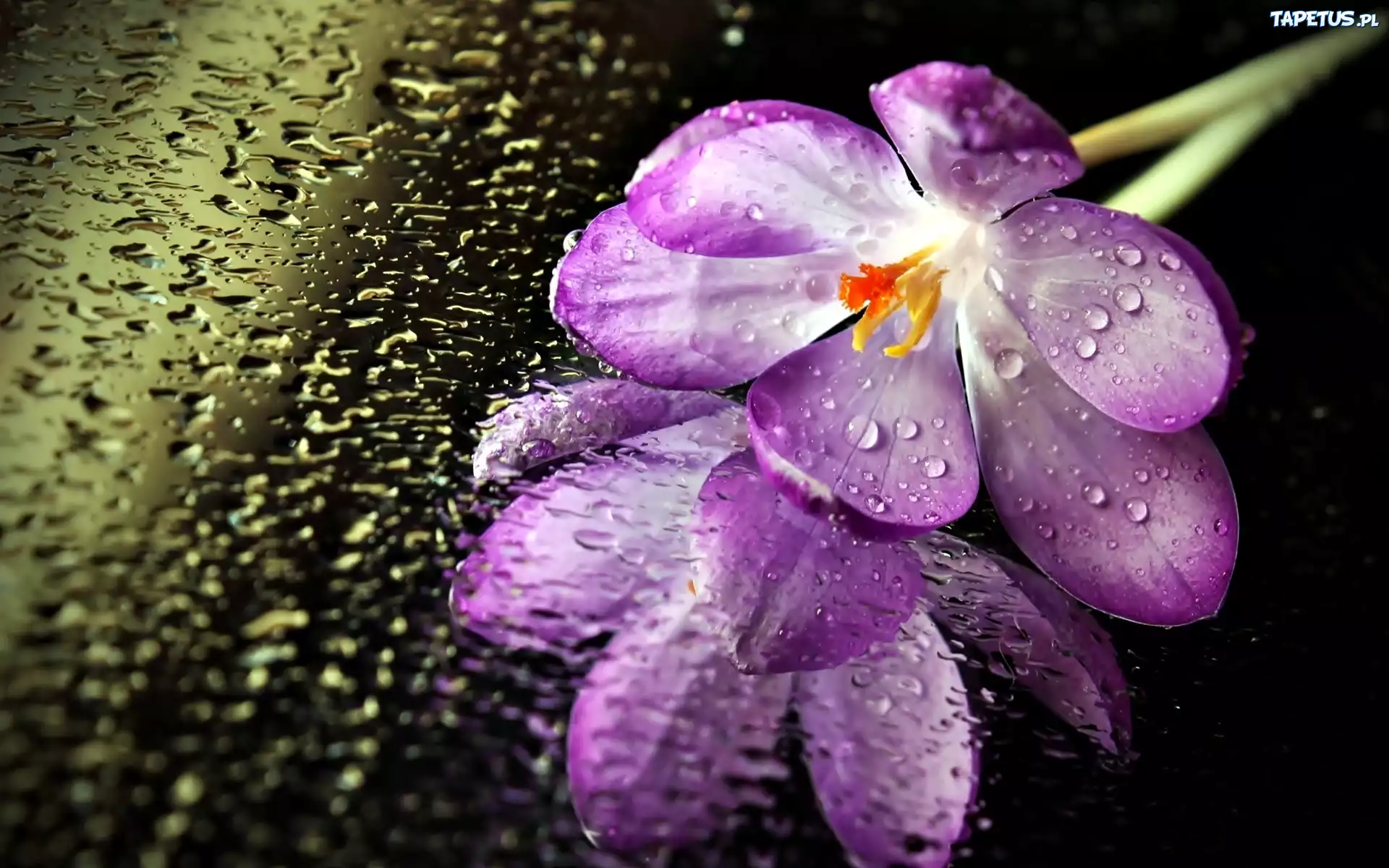 Fioletowe, Kwiaty, Orchidea, Krople, Deszczu, Szyba