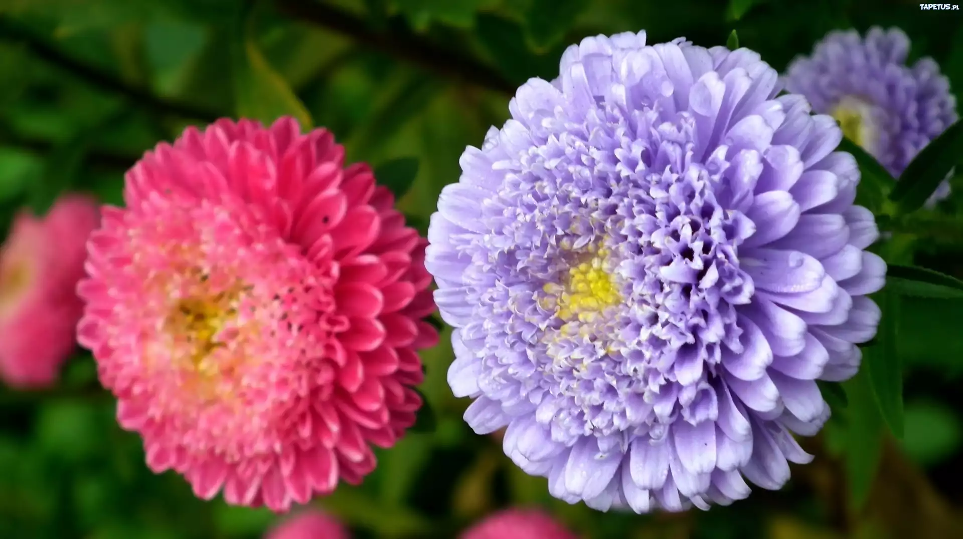 Przyroda, Kwiat, Aster