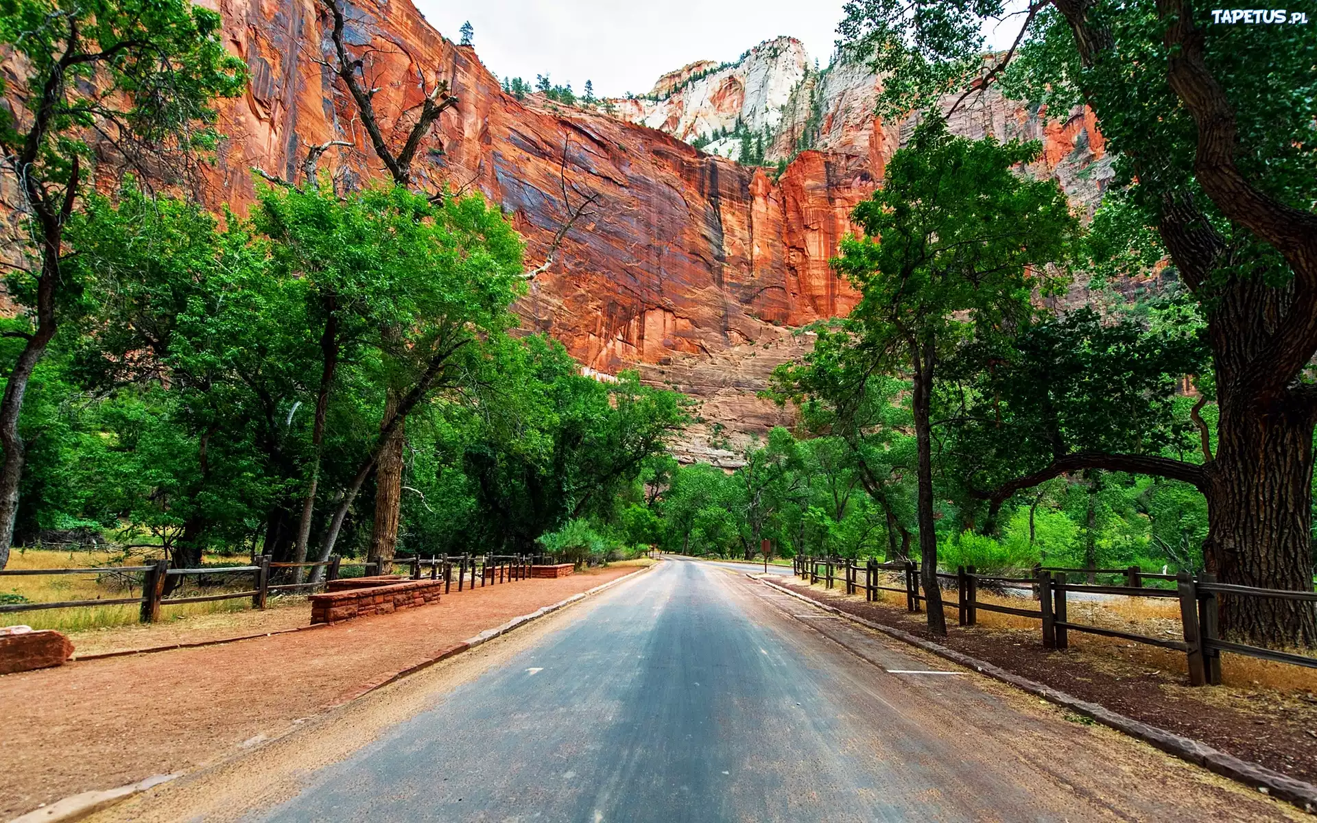 Park Narodowy Zion, Utah, USA, Droga, Góry, Drzewa