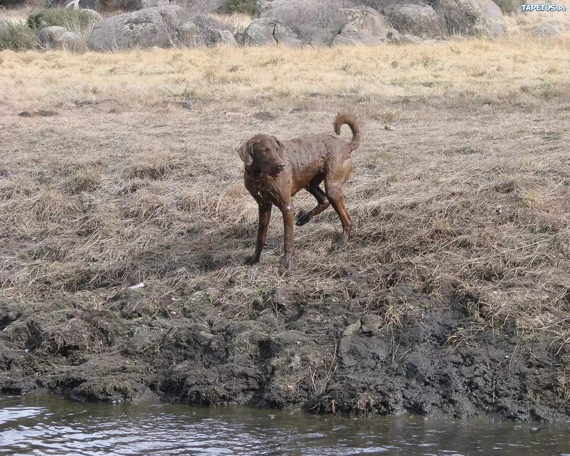 Mokry, Chesapeake Bay retriever