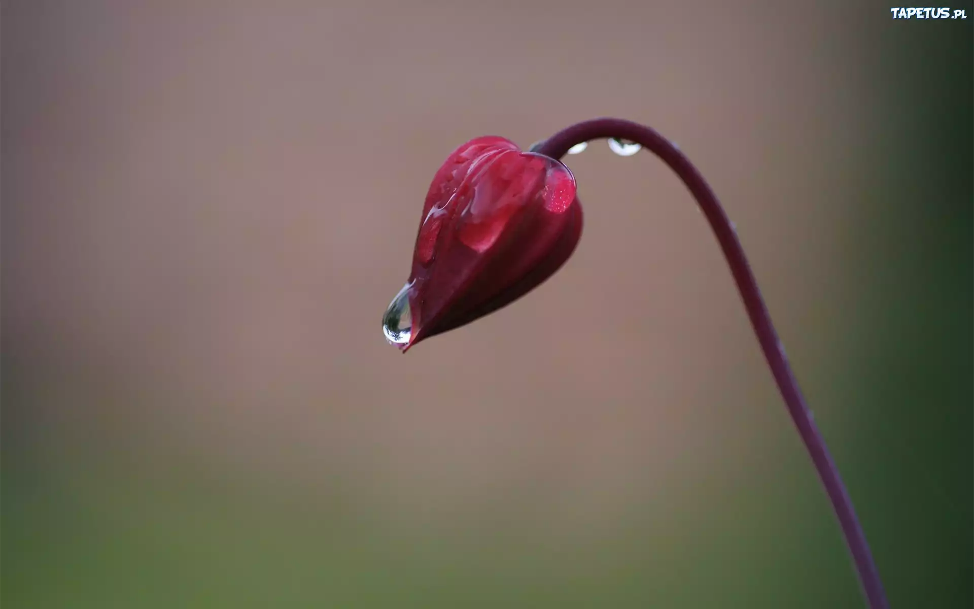 Kwiat, Pąk