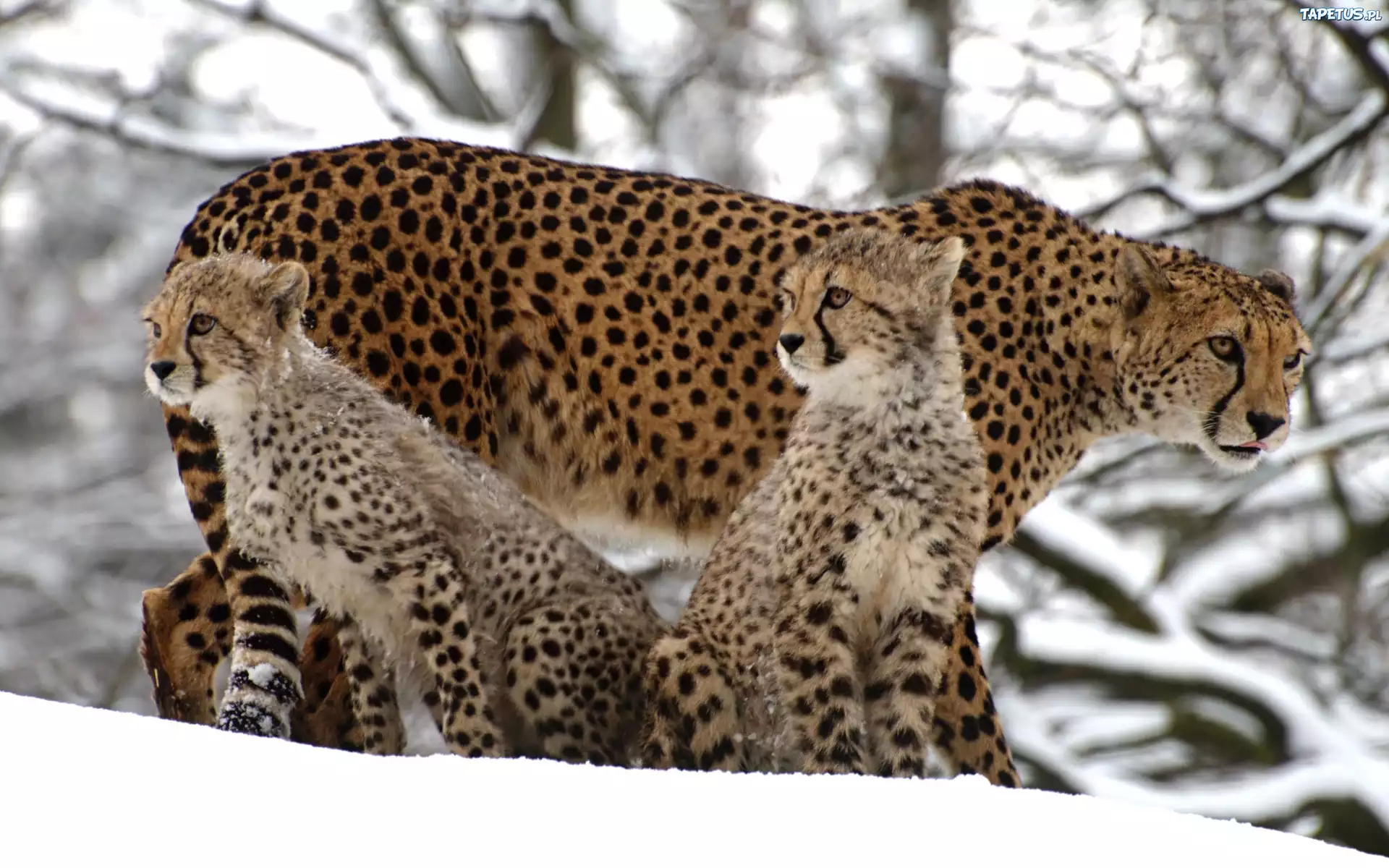 Gepard