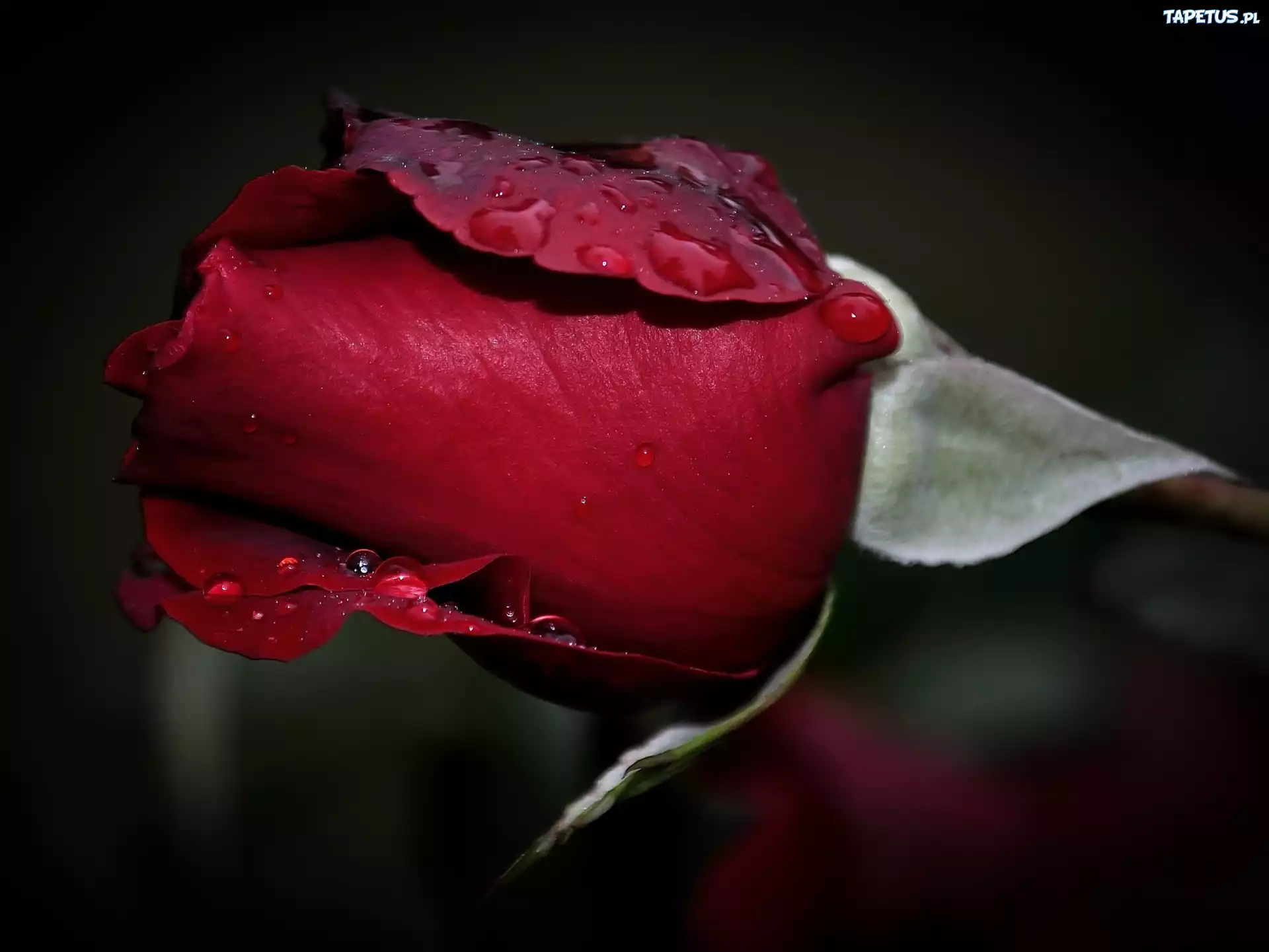 Страстный цветок. Красные розы. Красивые бутоны роз. Чувственные цветы. Красные бутоны.