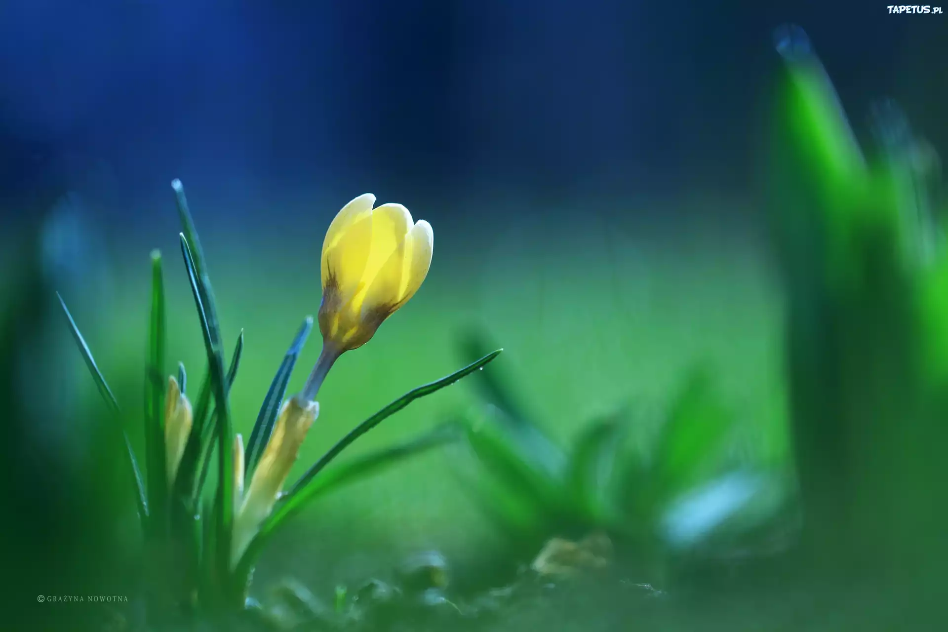 Żółty, Krokus, Kwiat