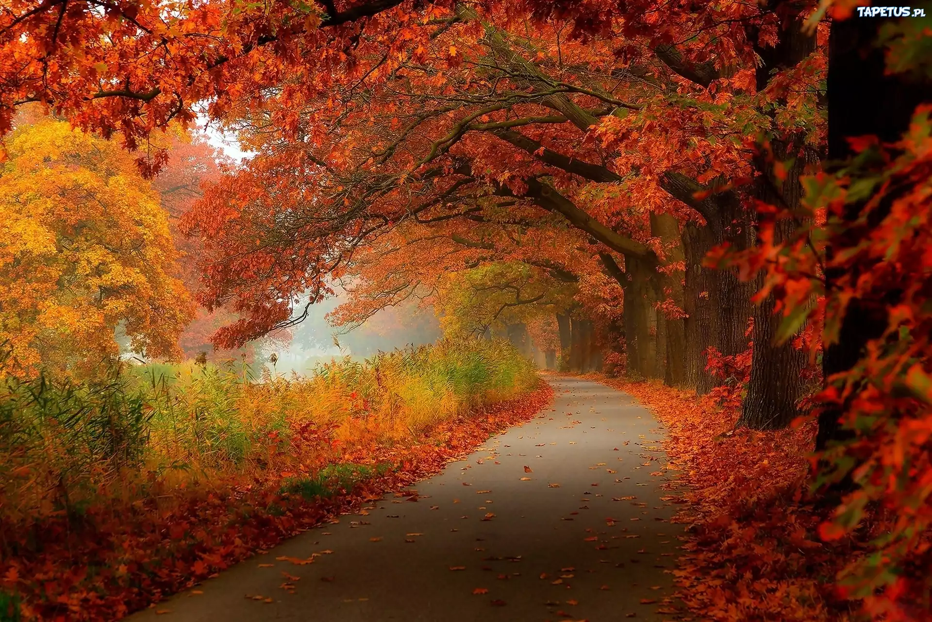 Jesień, Park, Mgła