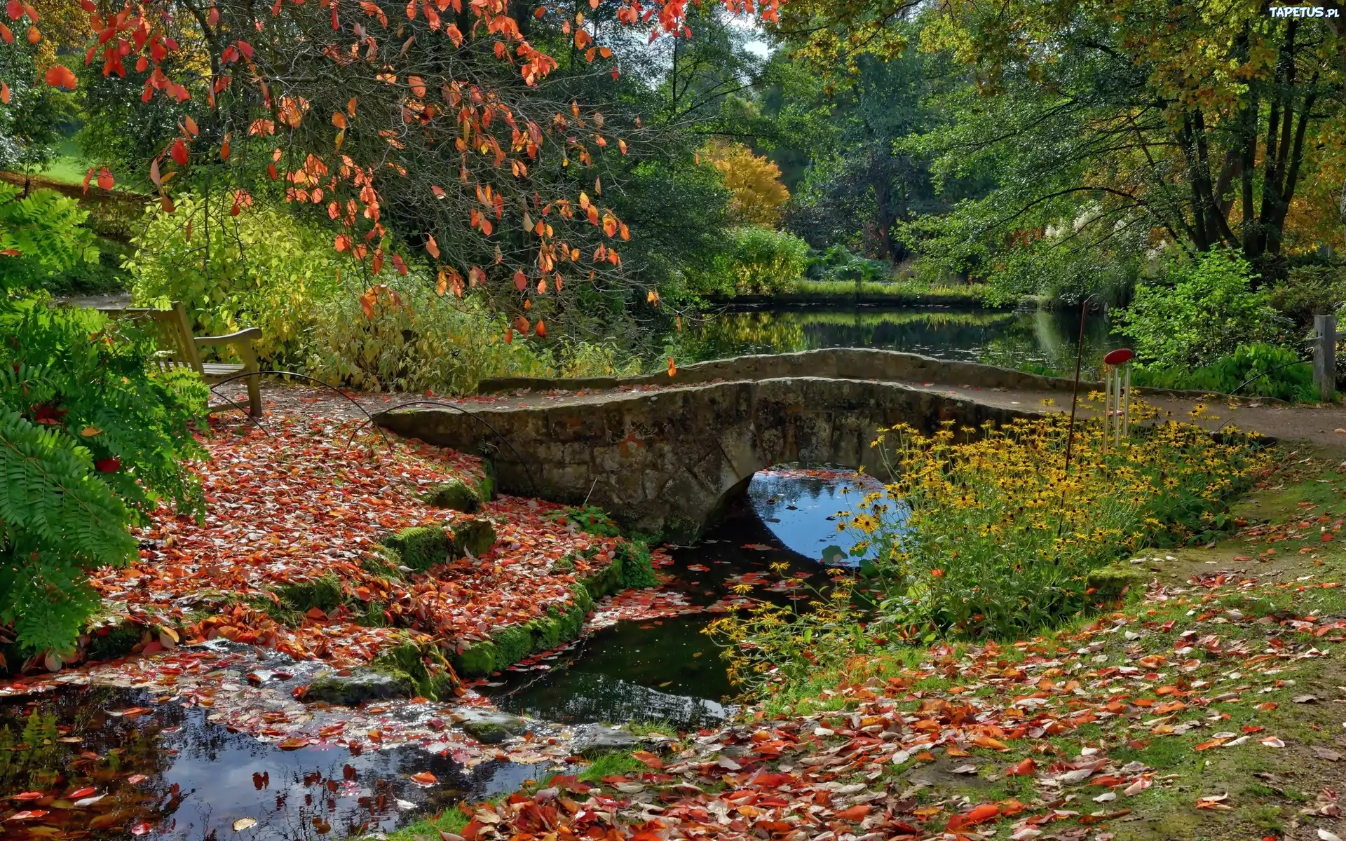 Staw, Mostek, Kwiaty, Liście, Park, Jesień, Anglia