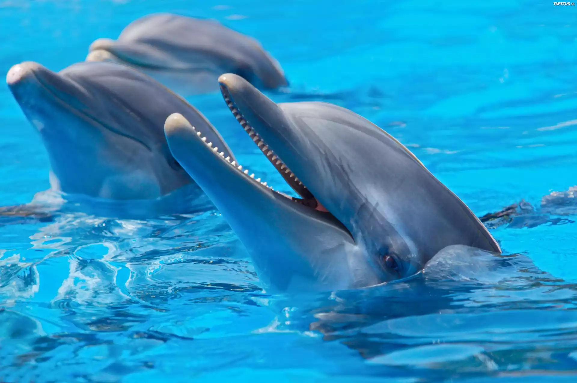 Delfiny, W, Wodzie