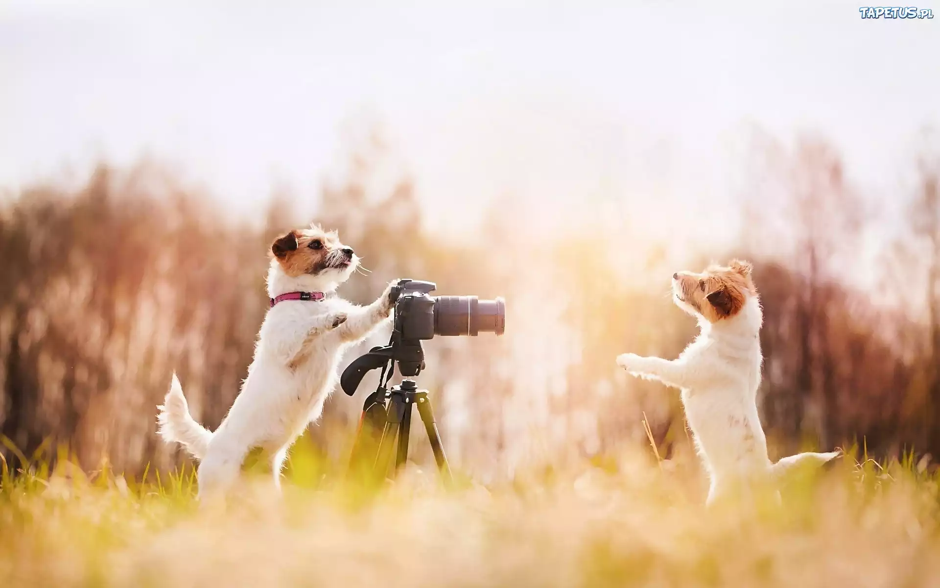 Łąka, Psy, Aparat, Fotograficzny