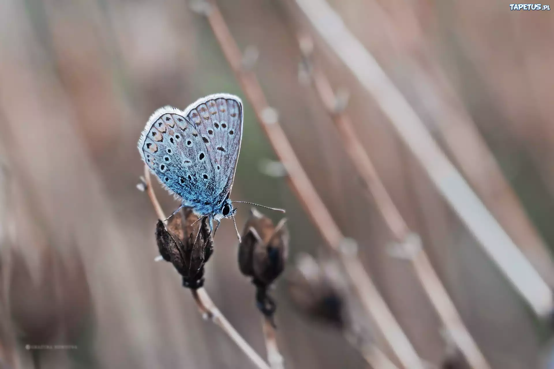 Motyl, Modraszek, Owad