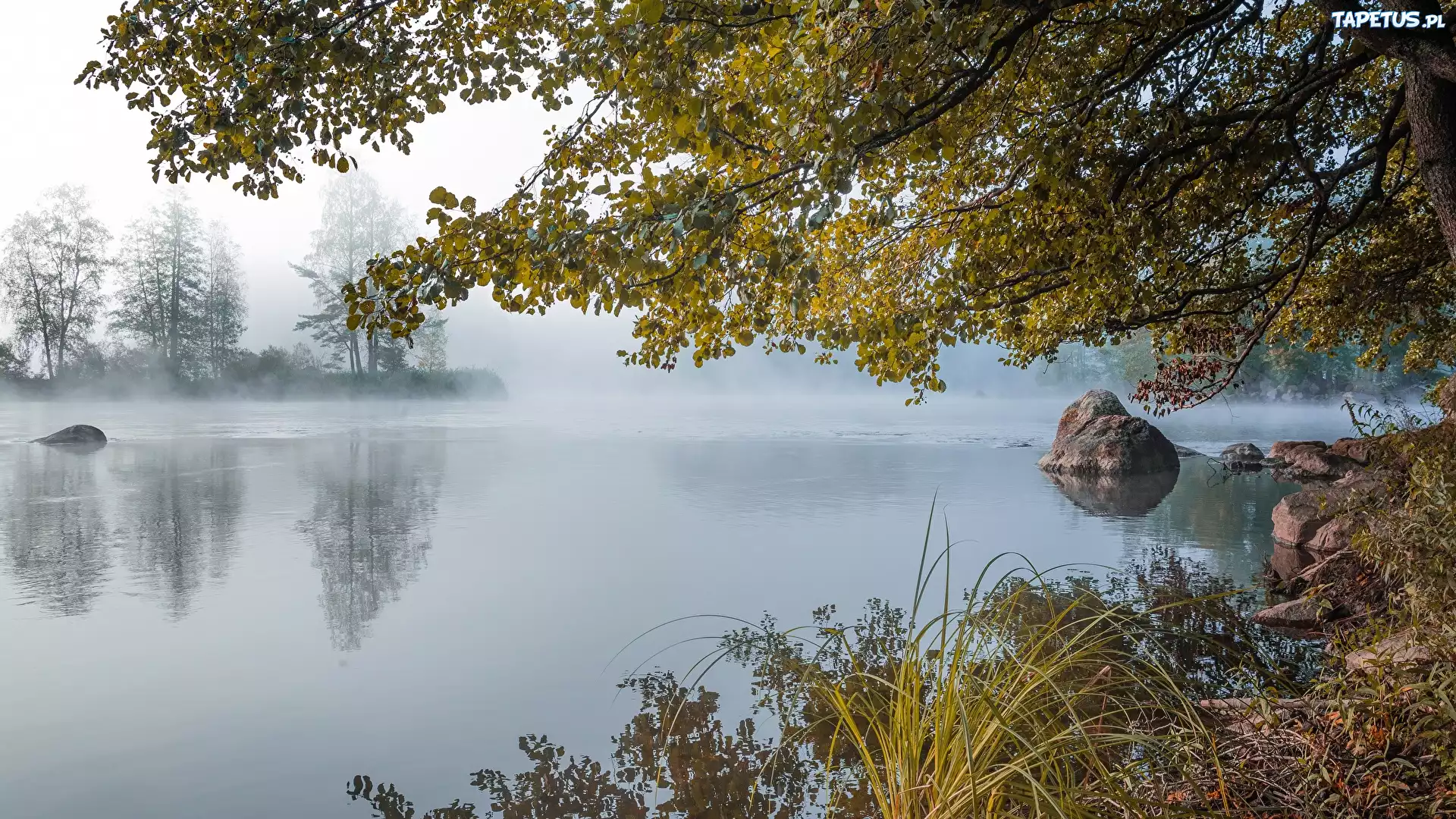 Jezioro, Drzewa, Świt