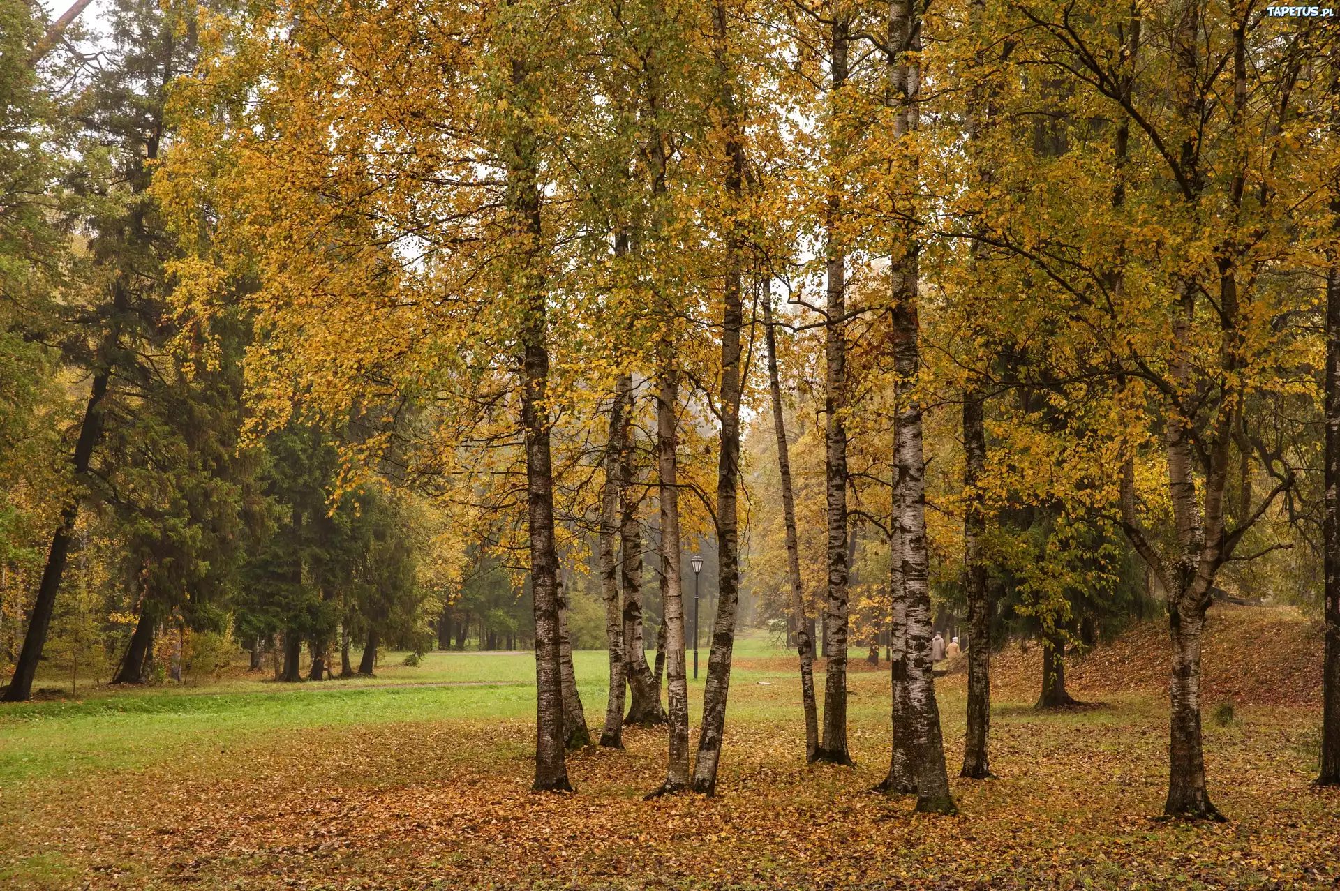 Brzozy, Park, Liście, Aleje, Jesień