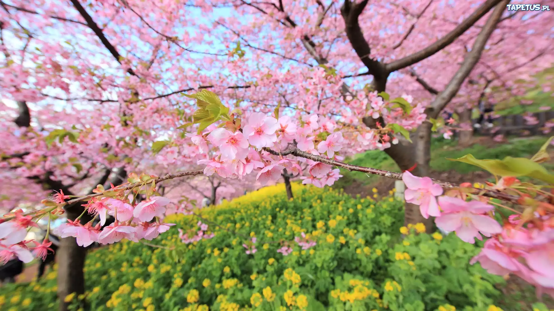 Japonia, Kwitnąca, Wiśnia