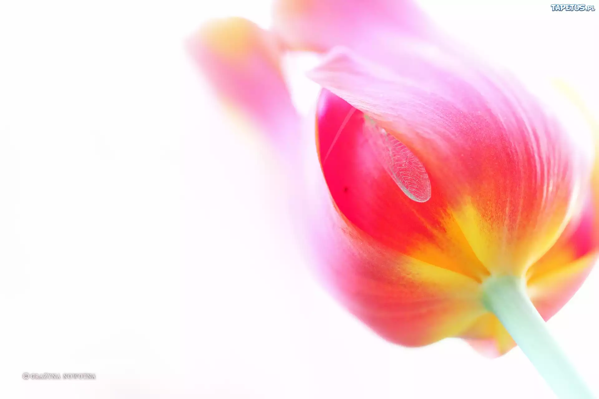 Tulipan, Kwiat, Czerwony
