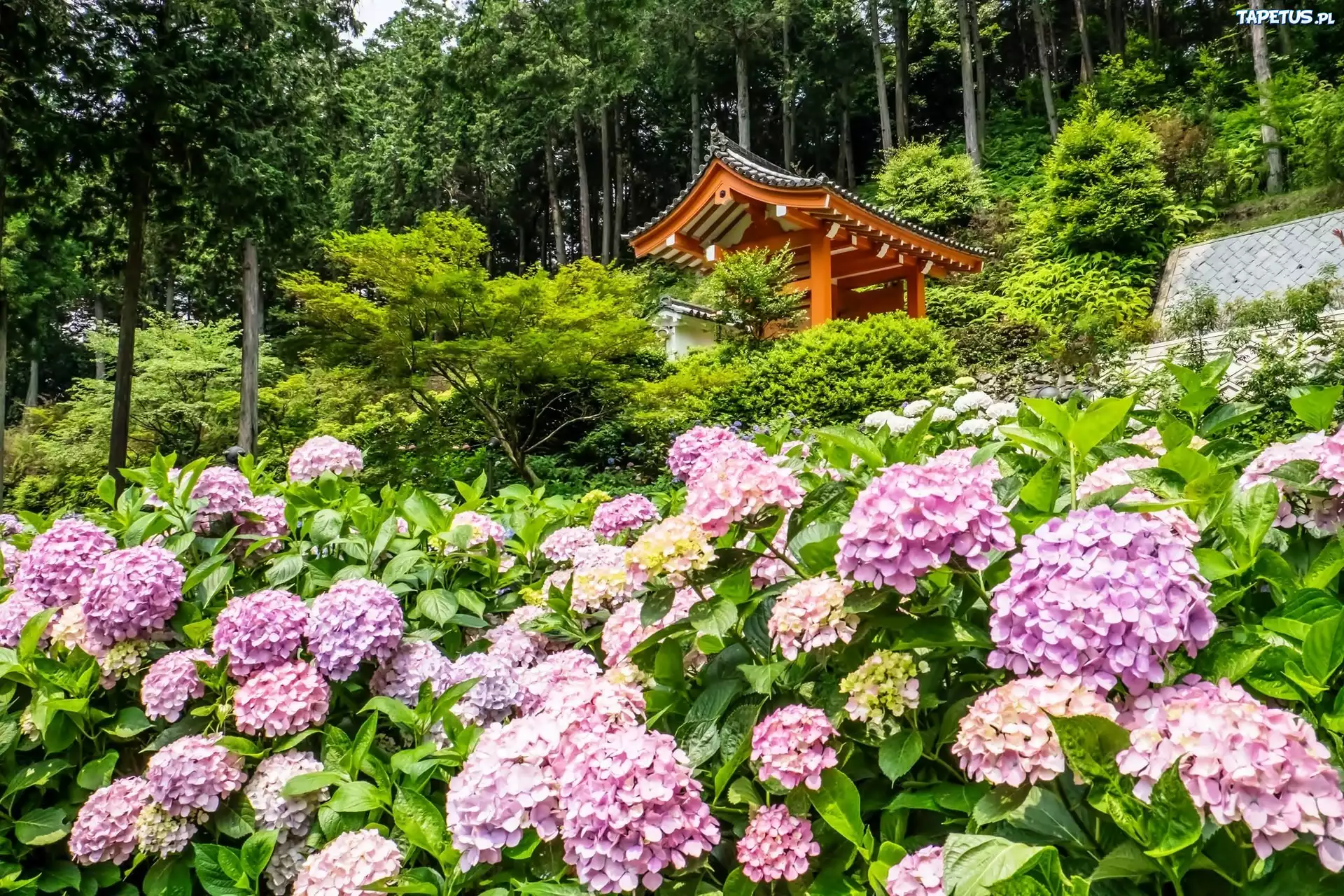 Hortensja, Świątynia, Japonia