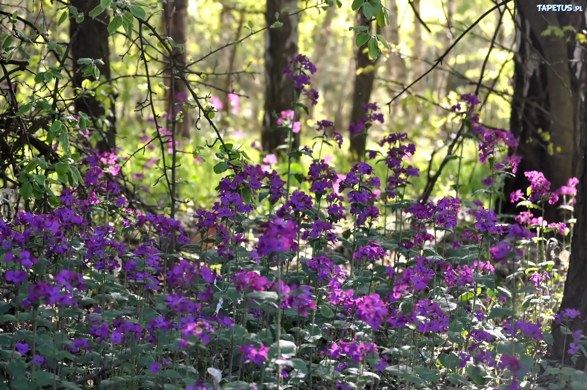 Las, Purpurowe, Leśne, Kwiaty