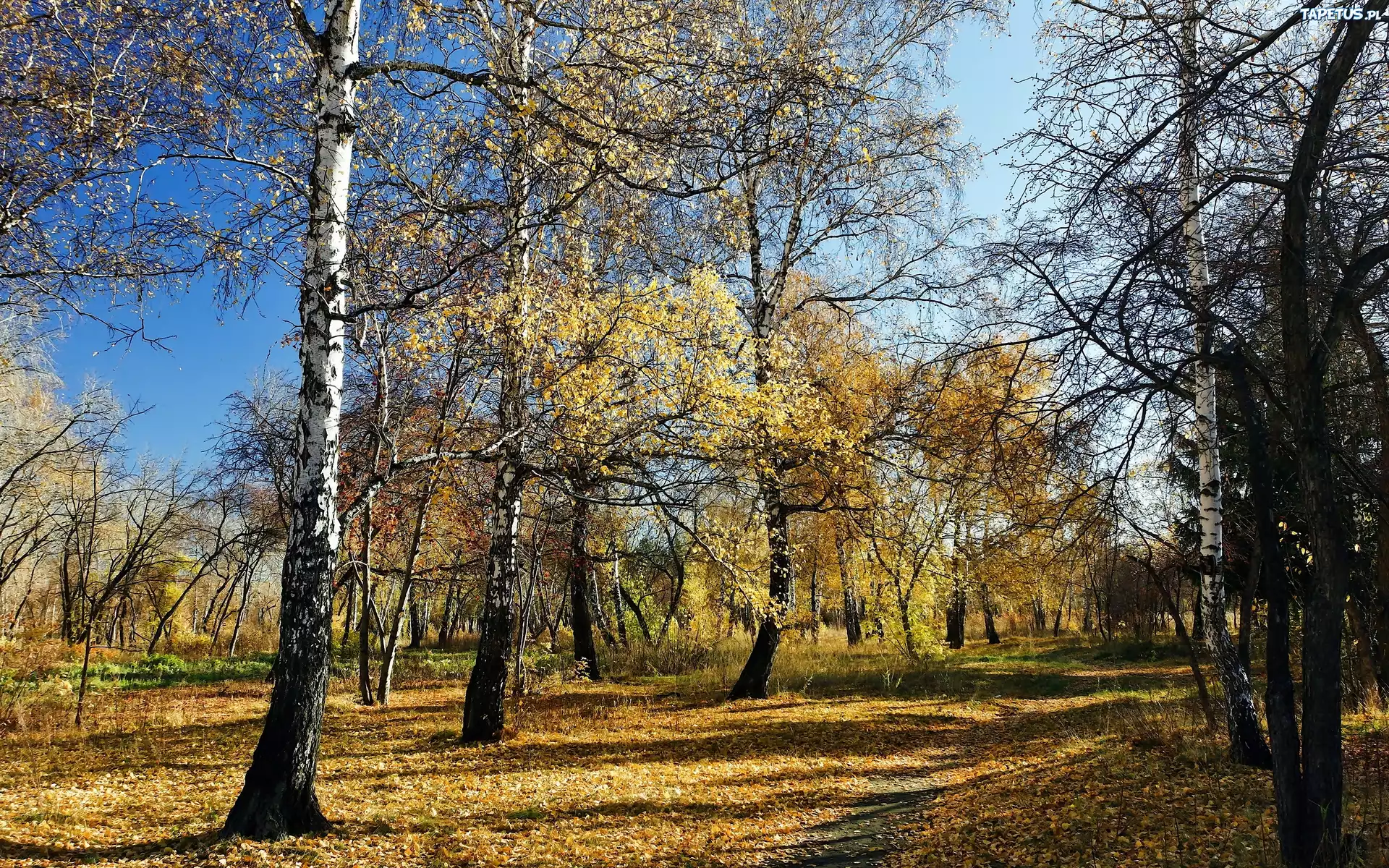 Jesień, Las, Drzewa, Przyroda