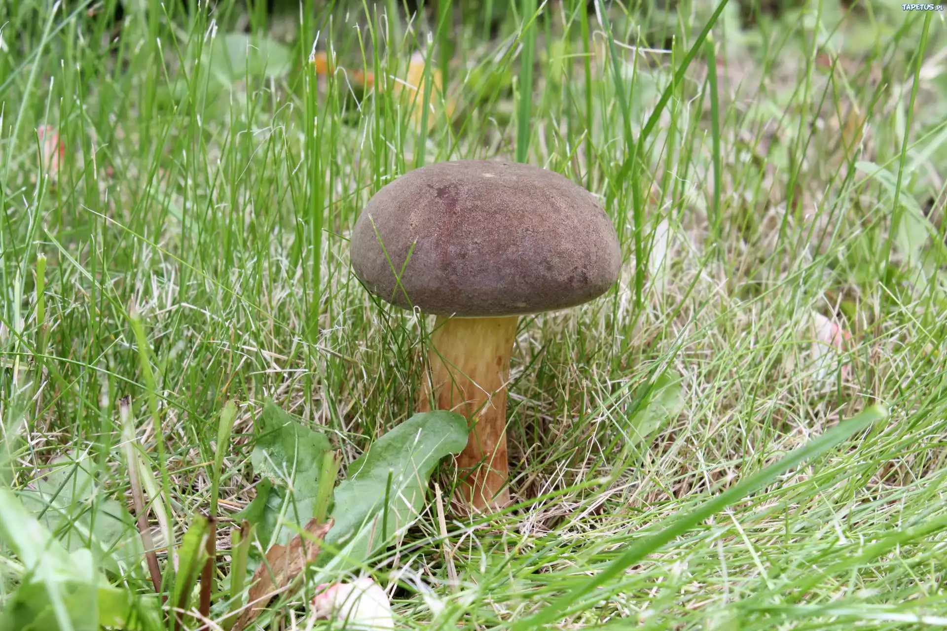 Grzyb, Zajączek