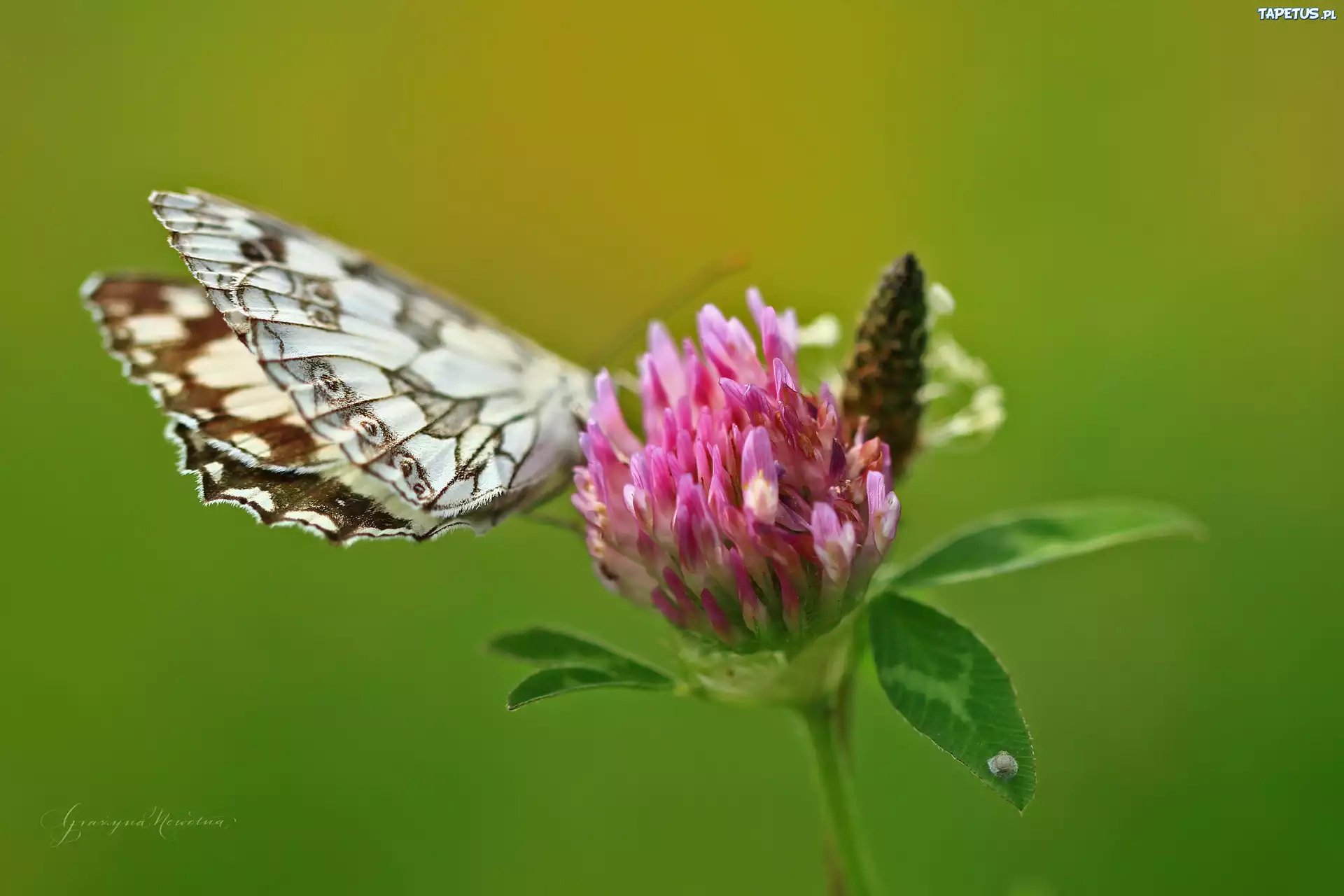 Motyl, Polowiec Szachownica, Koniczyna, Różowa