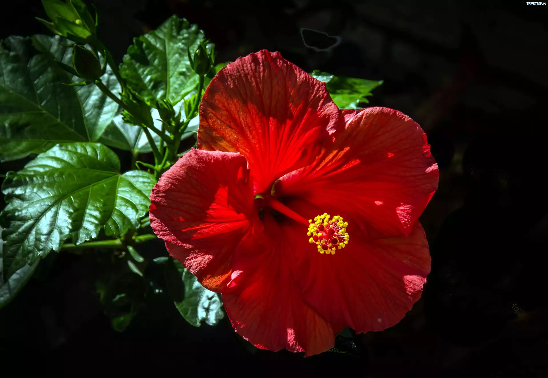 Czerwony, Hibiskus, Listki