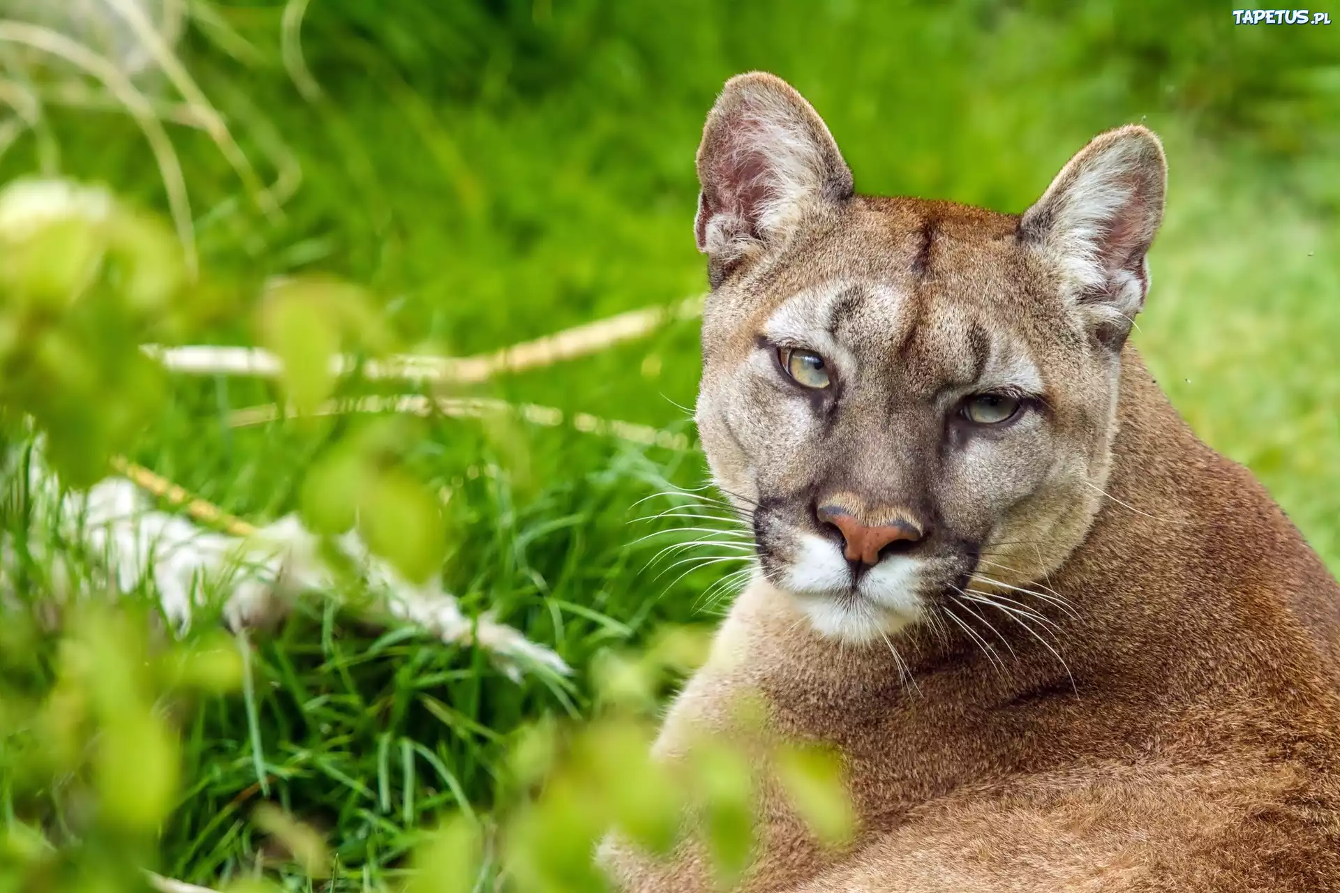Puma, Zieleń