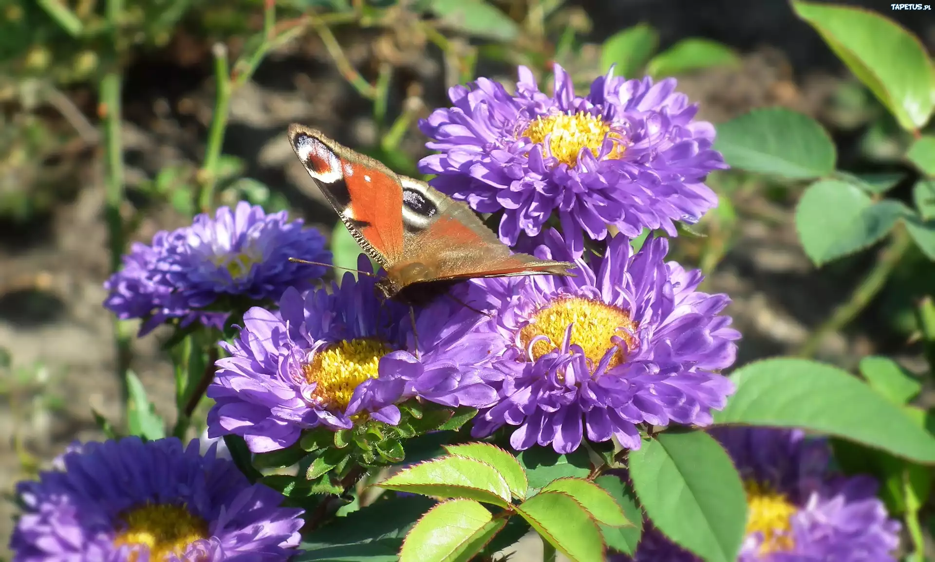 Motyl, Rusałka pawik, Kwiaty, Astry
