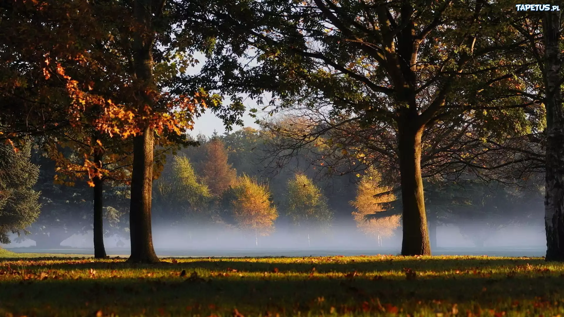 Park, Drzewa, Mgła, Liście, Jesień