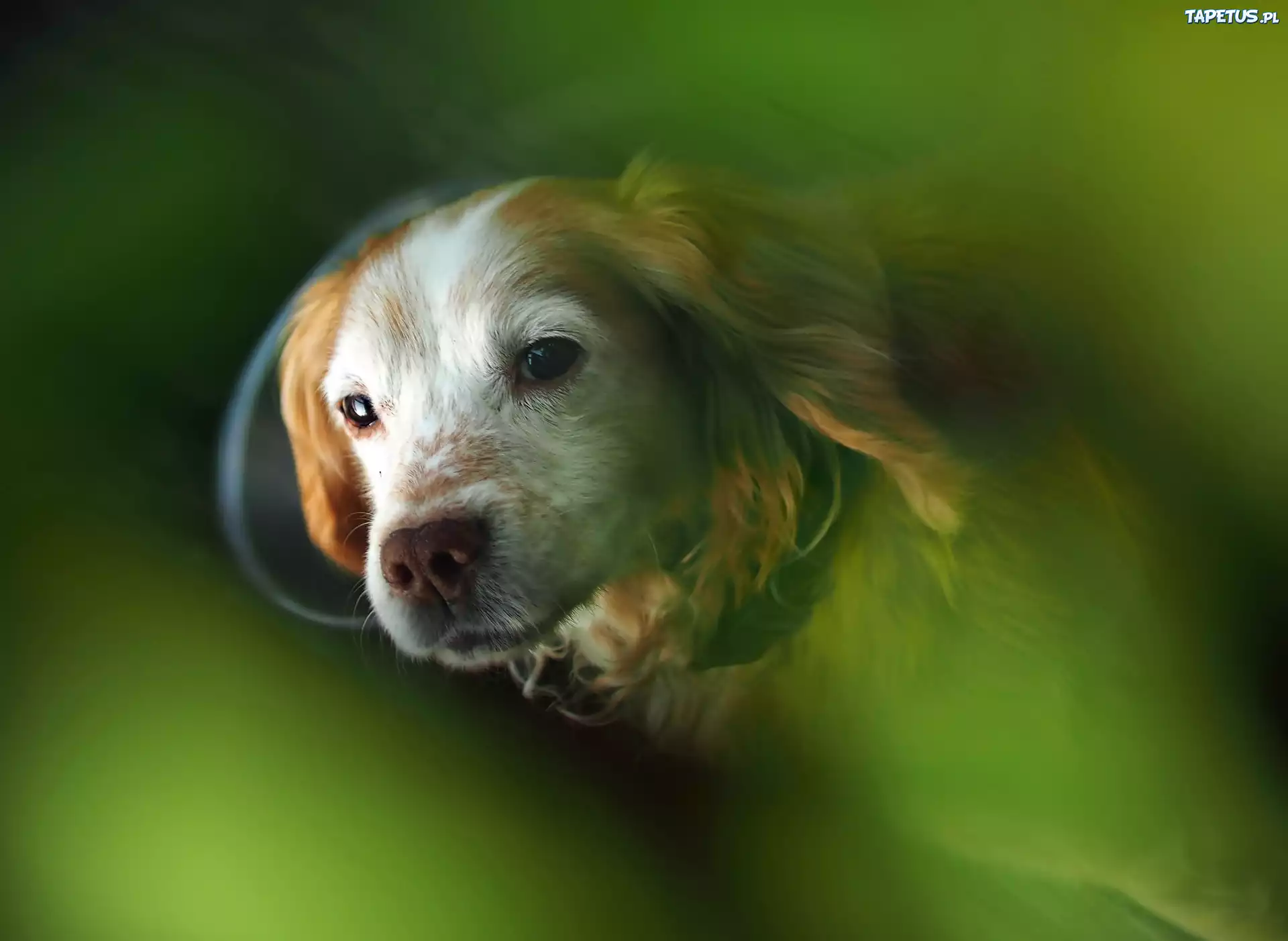 Cocker Spaniel, Zbliżenie