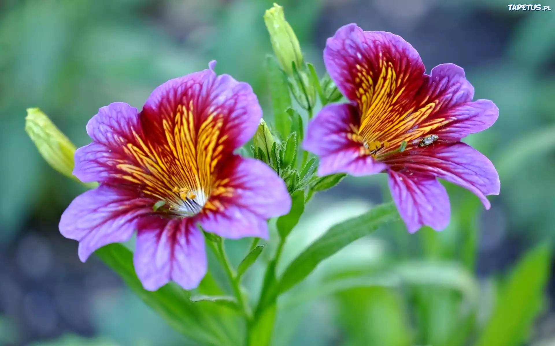 Petunia, Listki