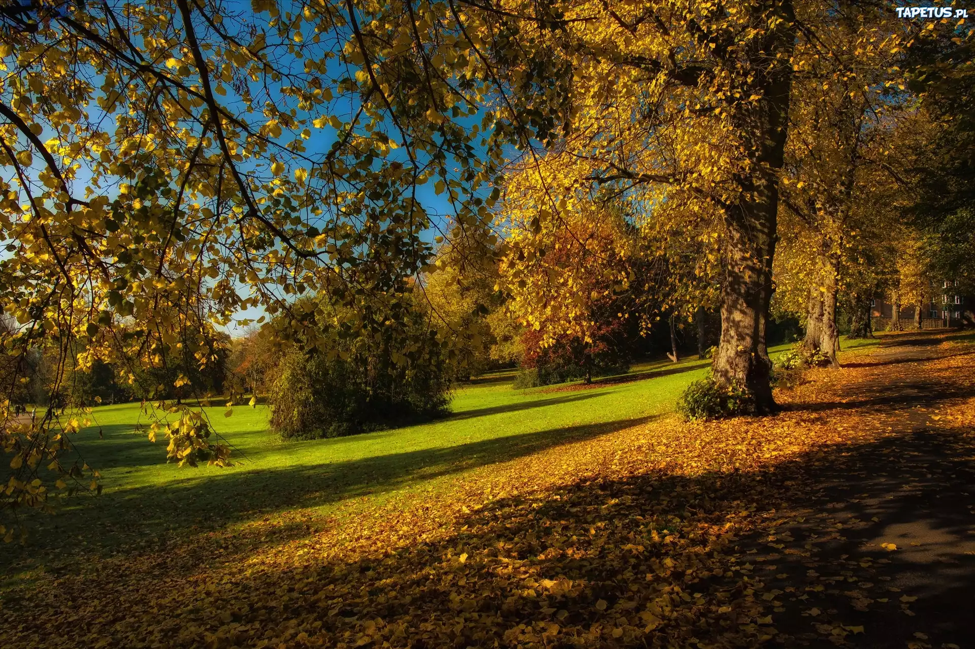 Jesień, Park